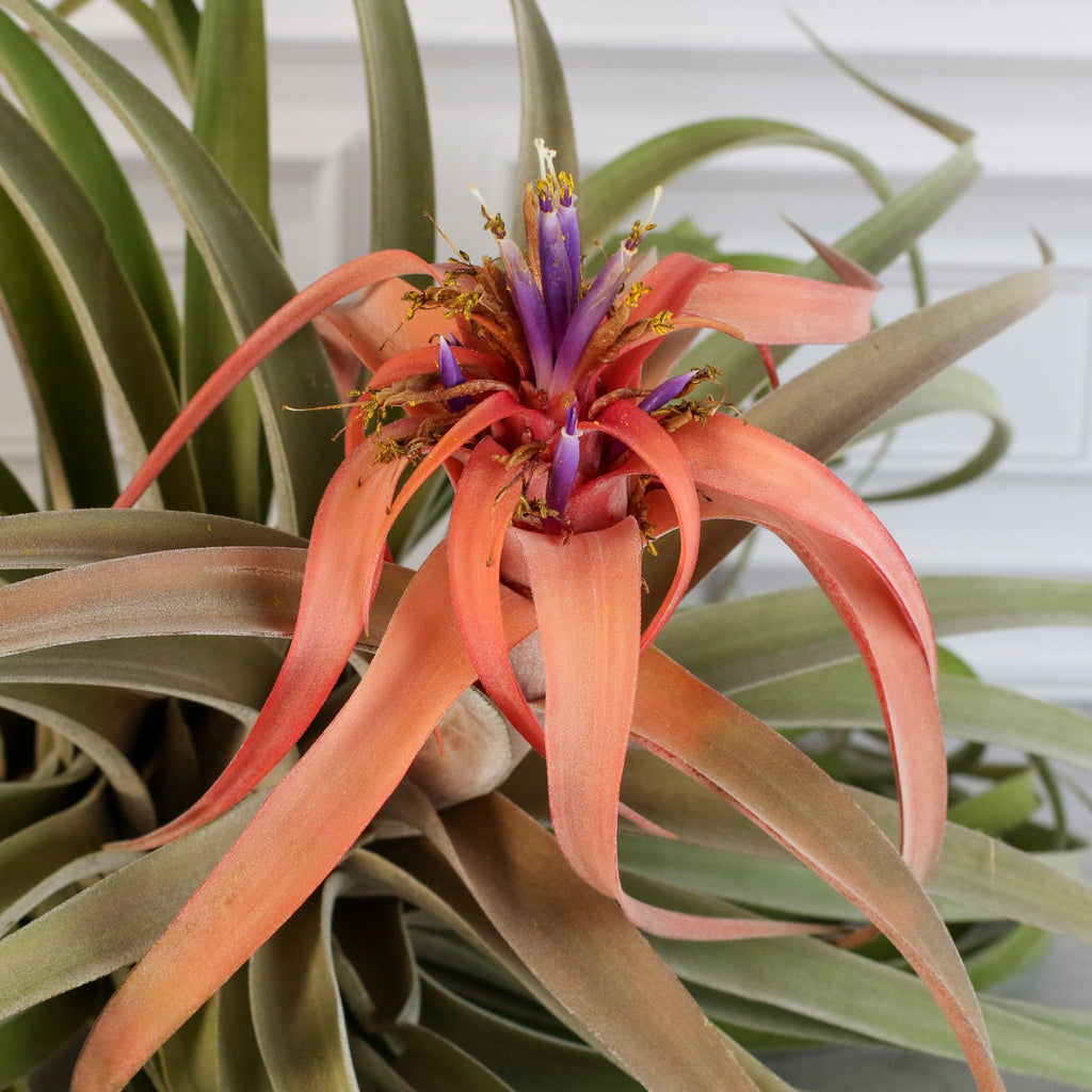 Tillandsia Capitata Peach Air Plant - Cheeky Garden