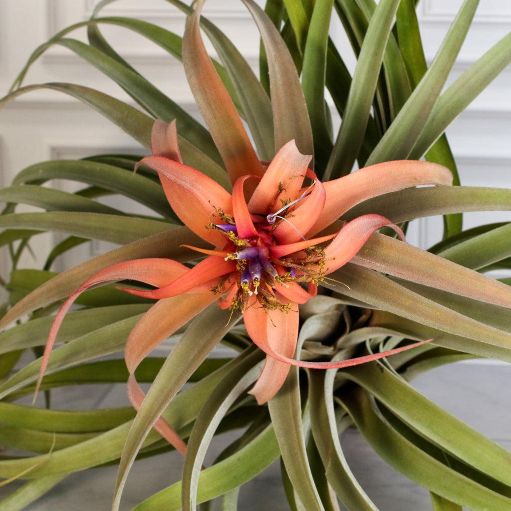 Tillandsia Capitata Peach Air Plant - Cheeky Garden