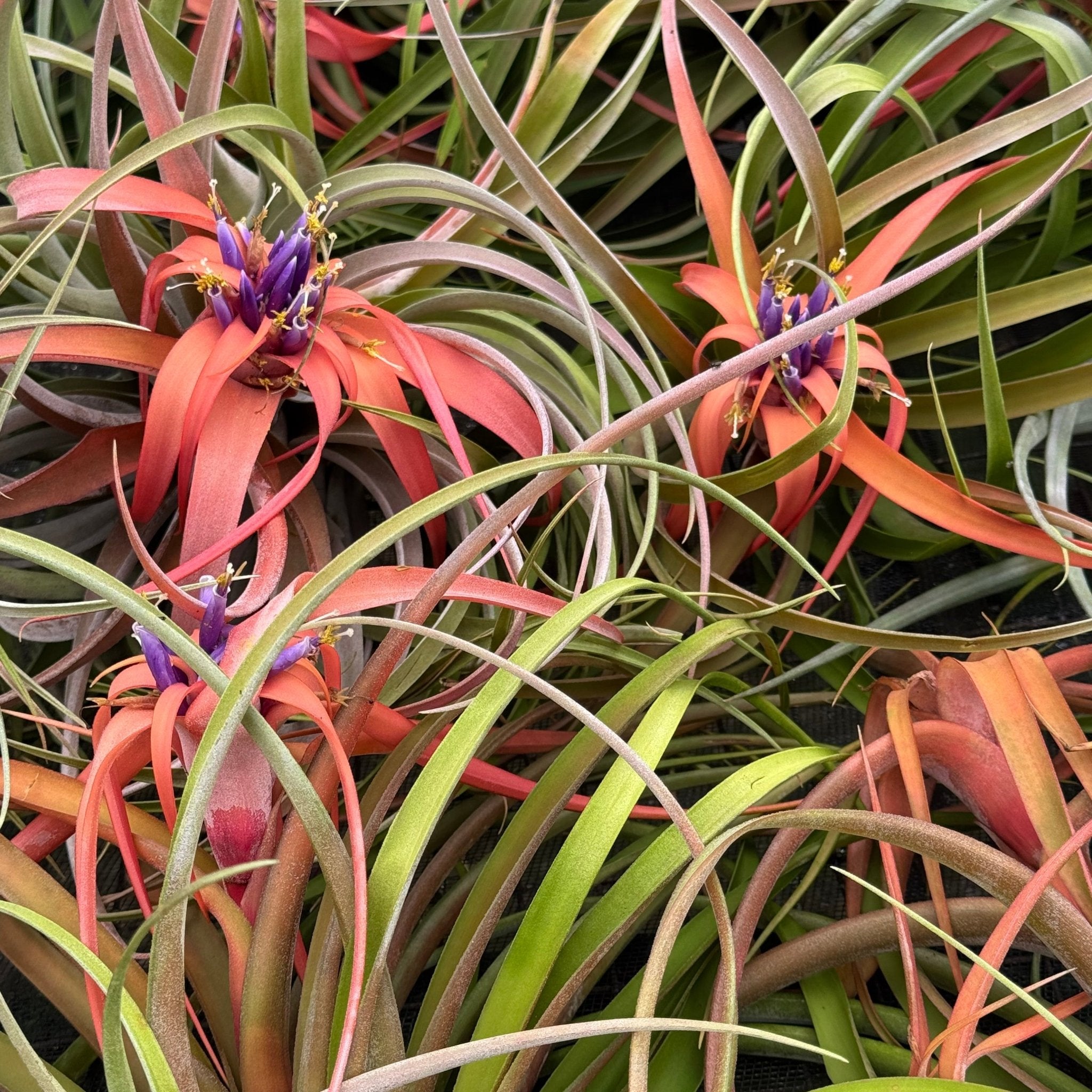 Tillandsia Capitata Peach Air Plant - Cheeky Garden