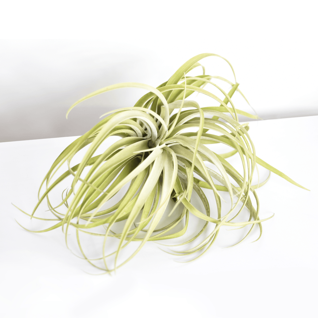 Tillandsia Capitata Peach Air Plant - Cheeky Garden