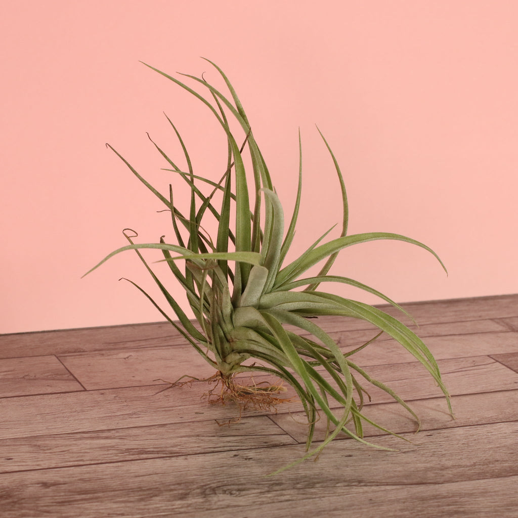 Tillandsia Capitata Peach Air Plant - Cheeky Garden