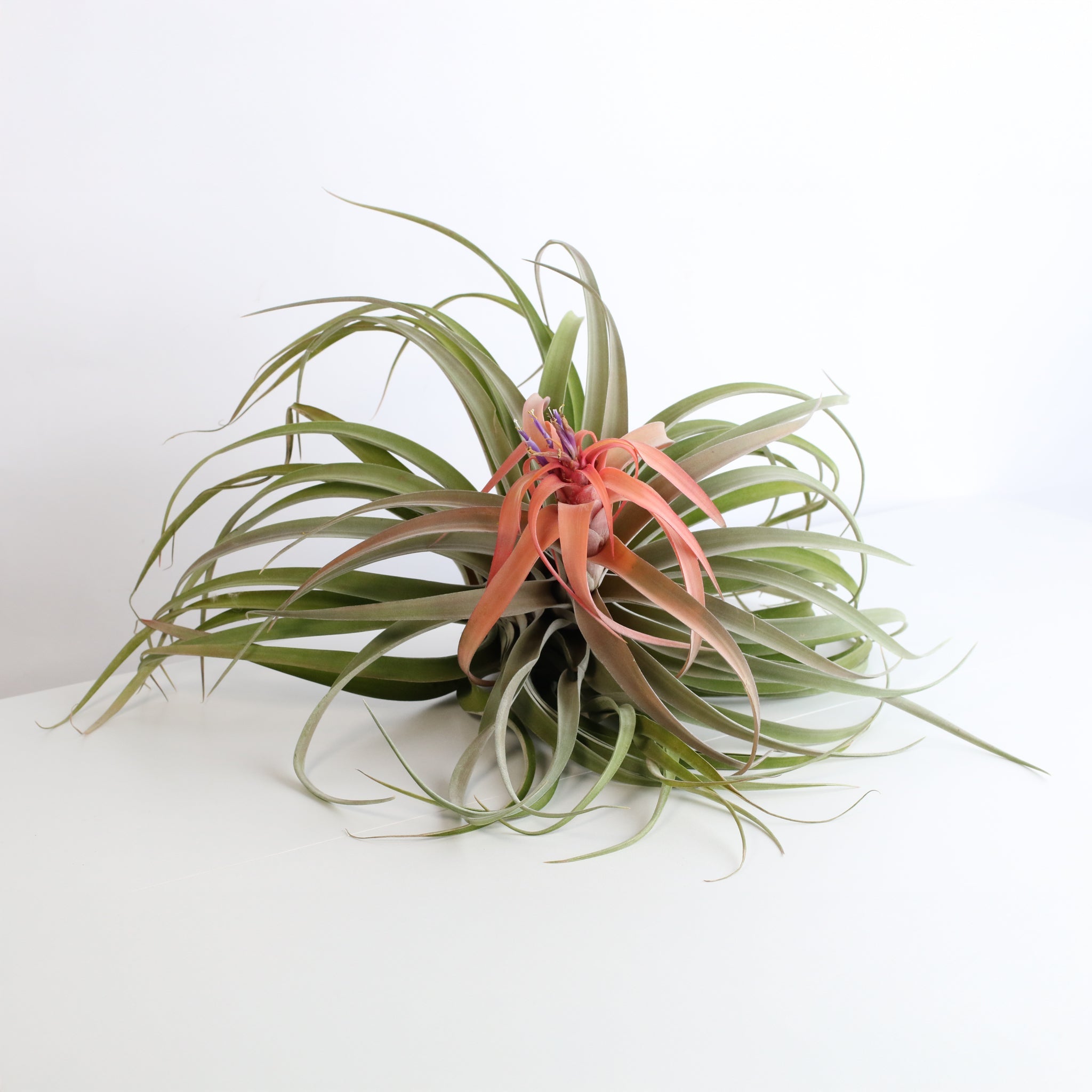 Tillandsia Capitata Peach Air Plant - Cheeky Garden