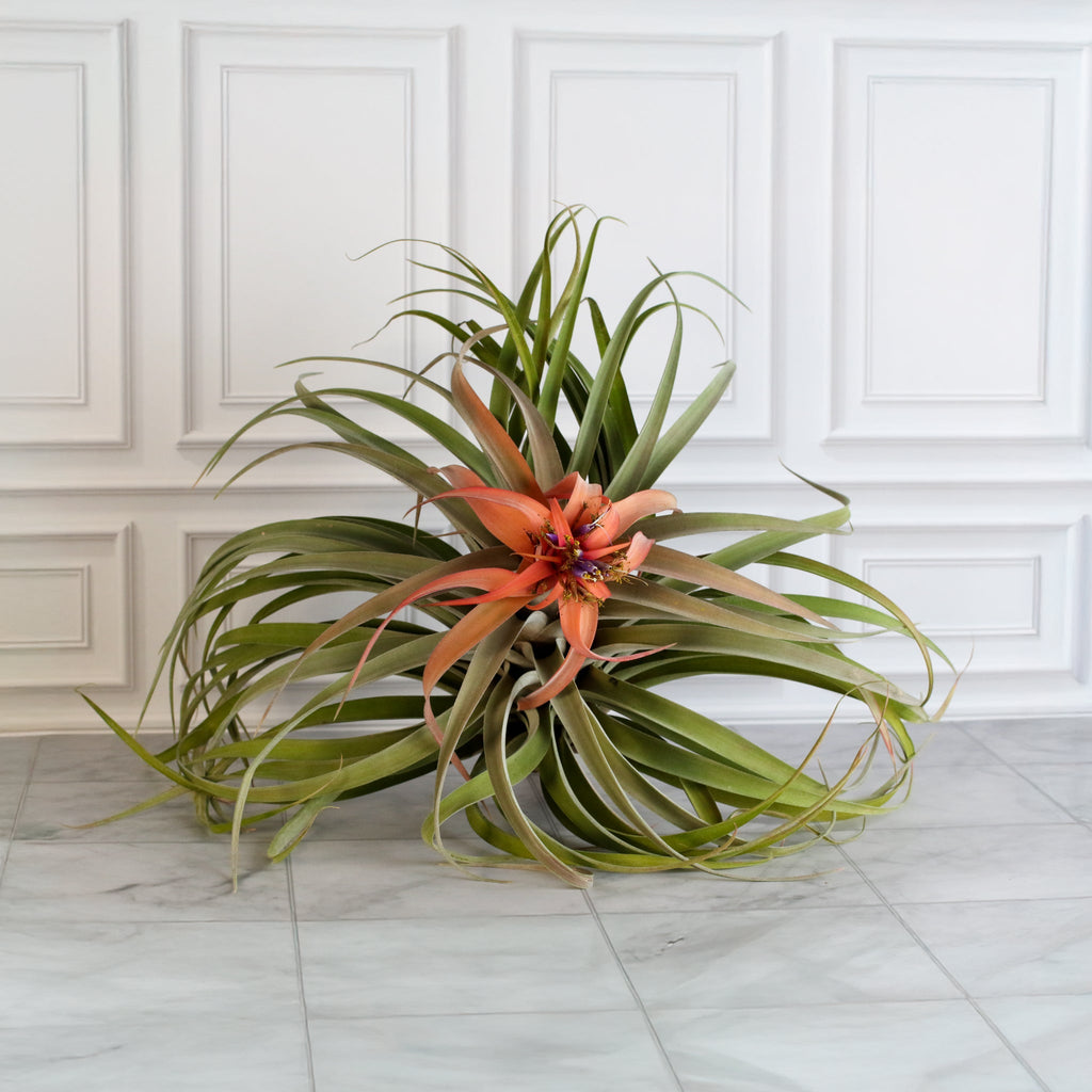 Tillandsia Capitata Peach Air Plant - Cheeky Garden