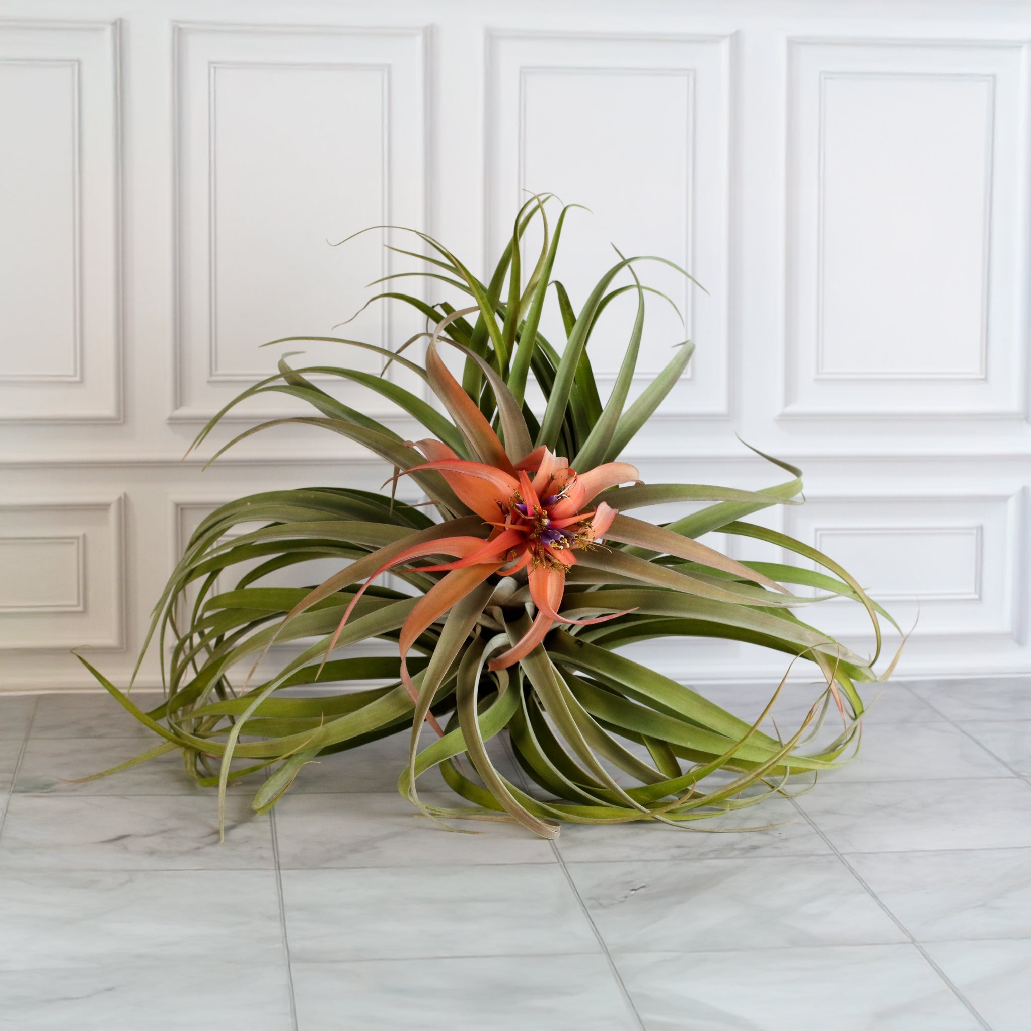 Tillandsia Capitata Peach Air Plant - Cheeky Garden