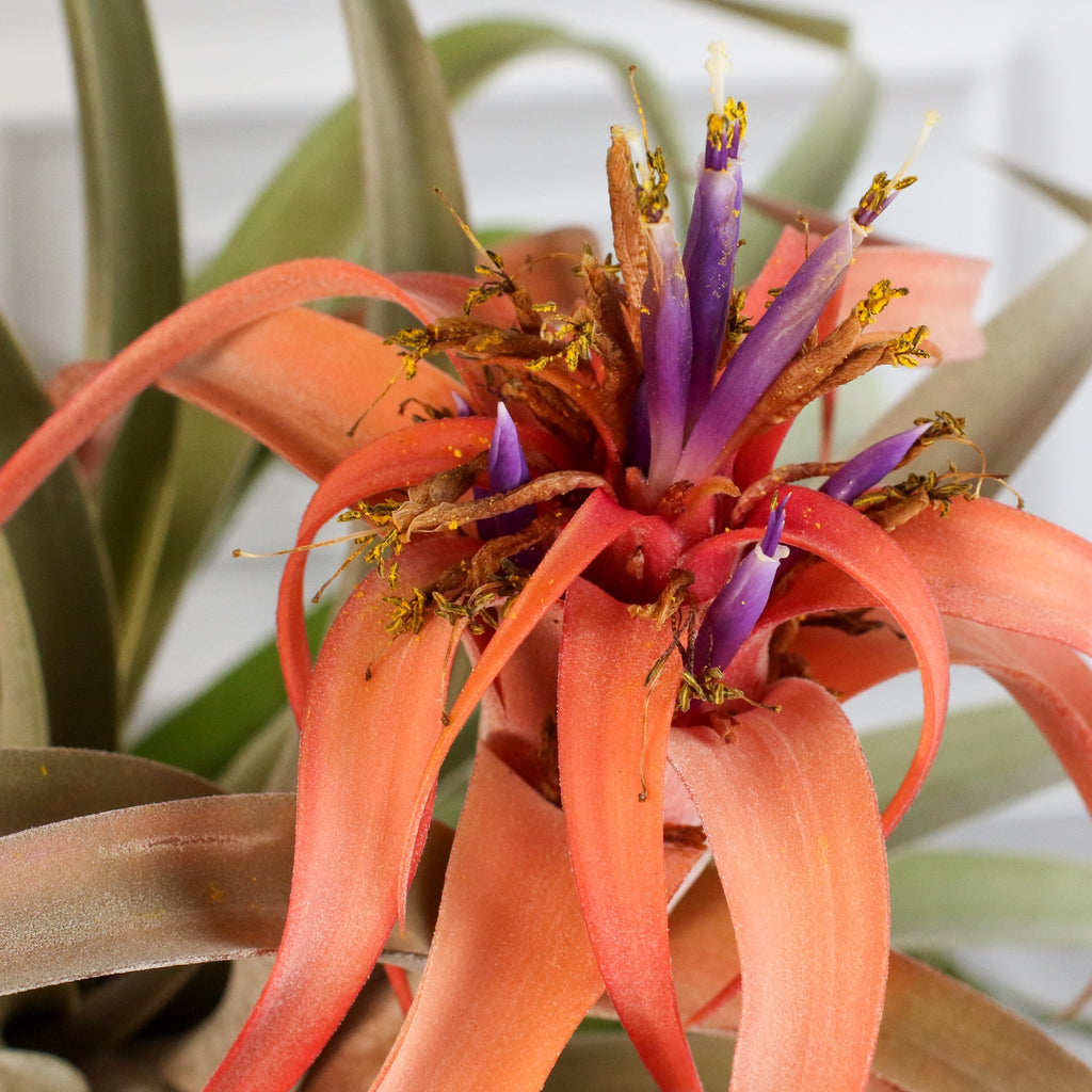 Tillandsia Capitata Peach Air Plant - Cheeky Garden