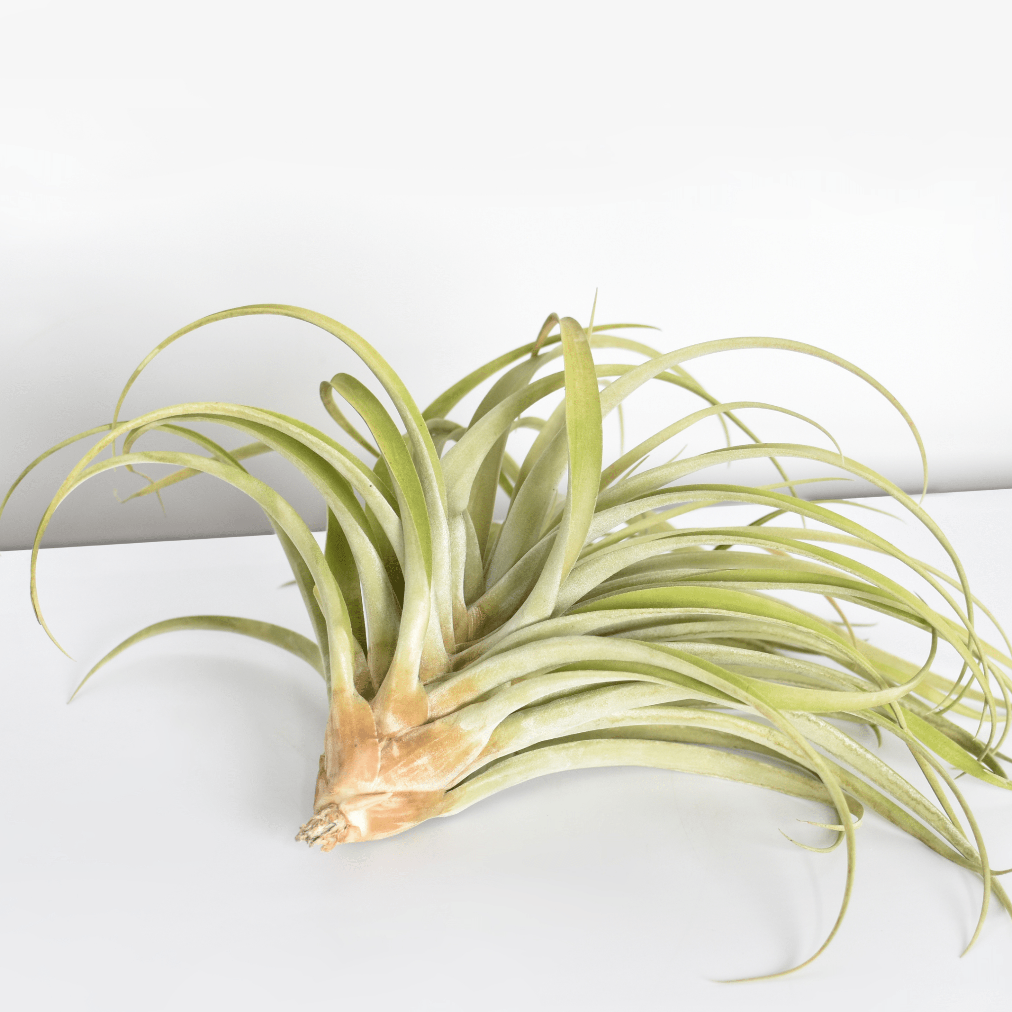 Tillandsia Capitata Peach Air Plant - Cheeky Garden