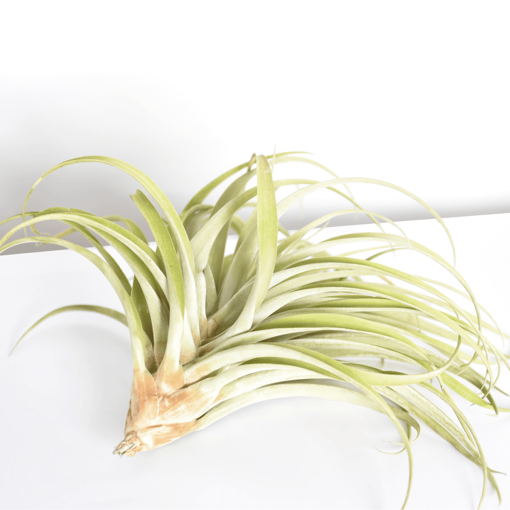 Tillandsia Capitata Peach Air Plant - Cheeky Garden