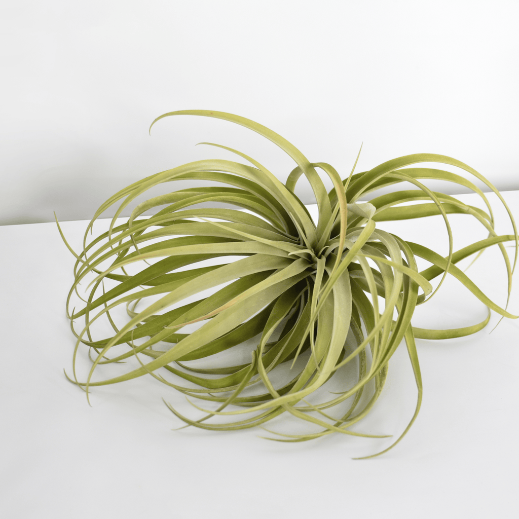 Tillandsia Capitata Peach Air Plant - Cheeky Garden