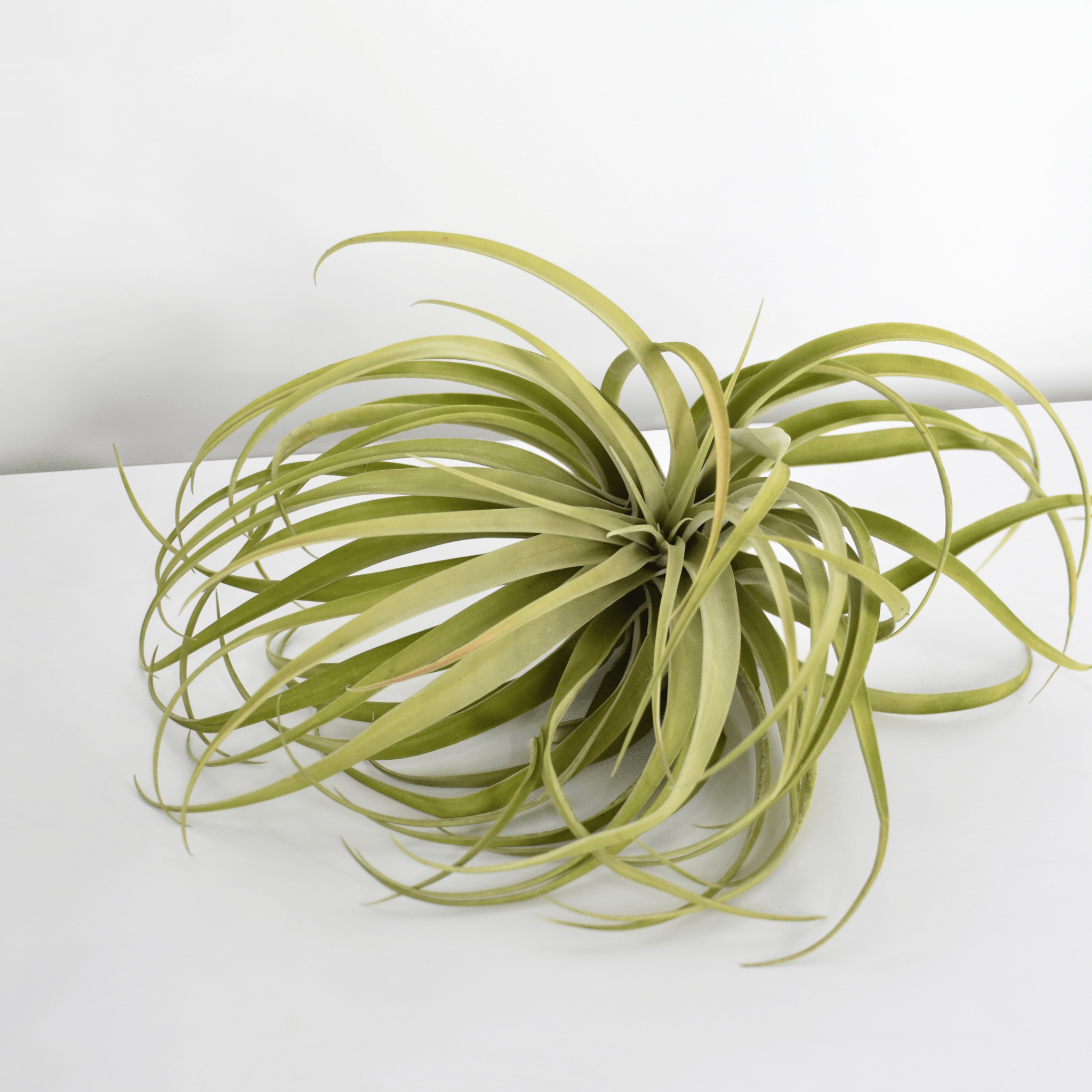Tillandsia Capitata Peach Air Plant - Cheeky Garden
