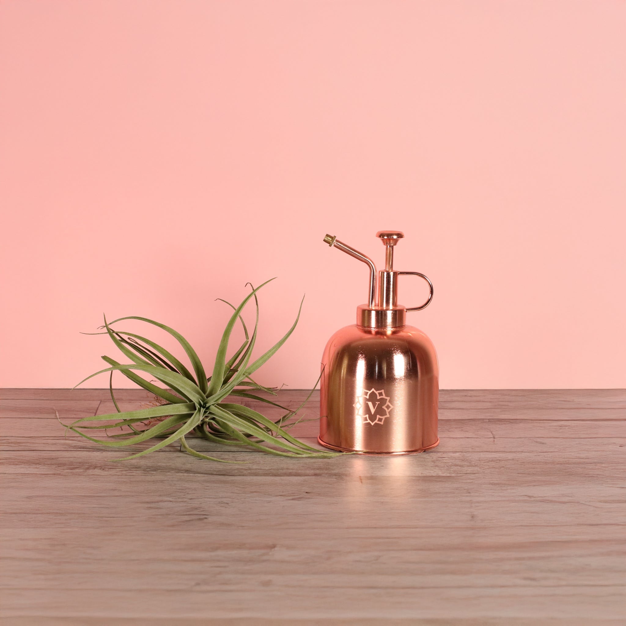 Tillandsia Capitata Peach Air Plant - Cheeky Garden
