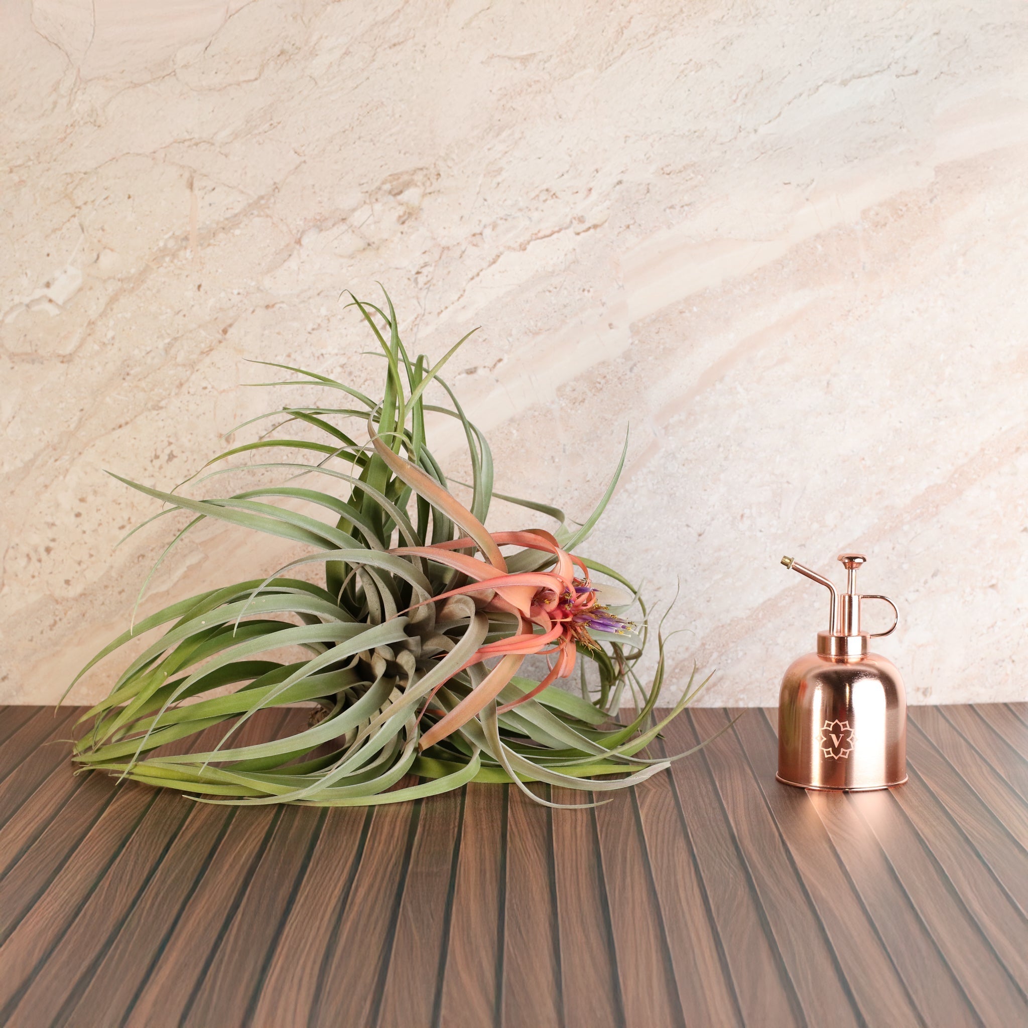 Tillandsia Capitata Peach Air Plant - Cheeky Garden