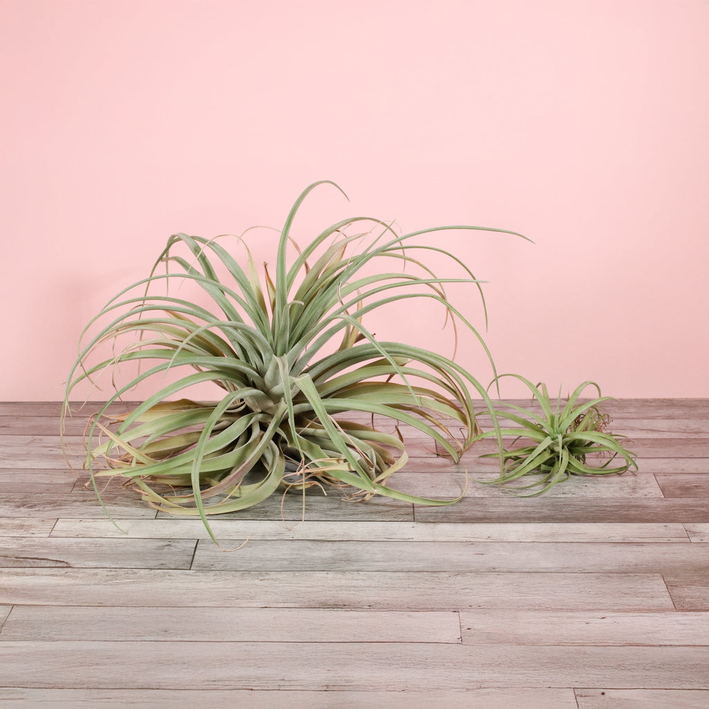 Tillandsia Capitata Peach Air Plant - Cheeky Garden