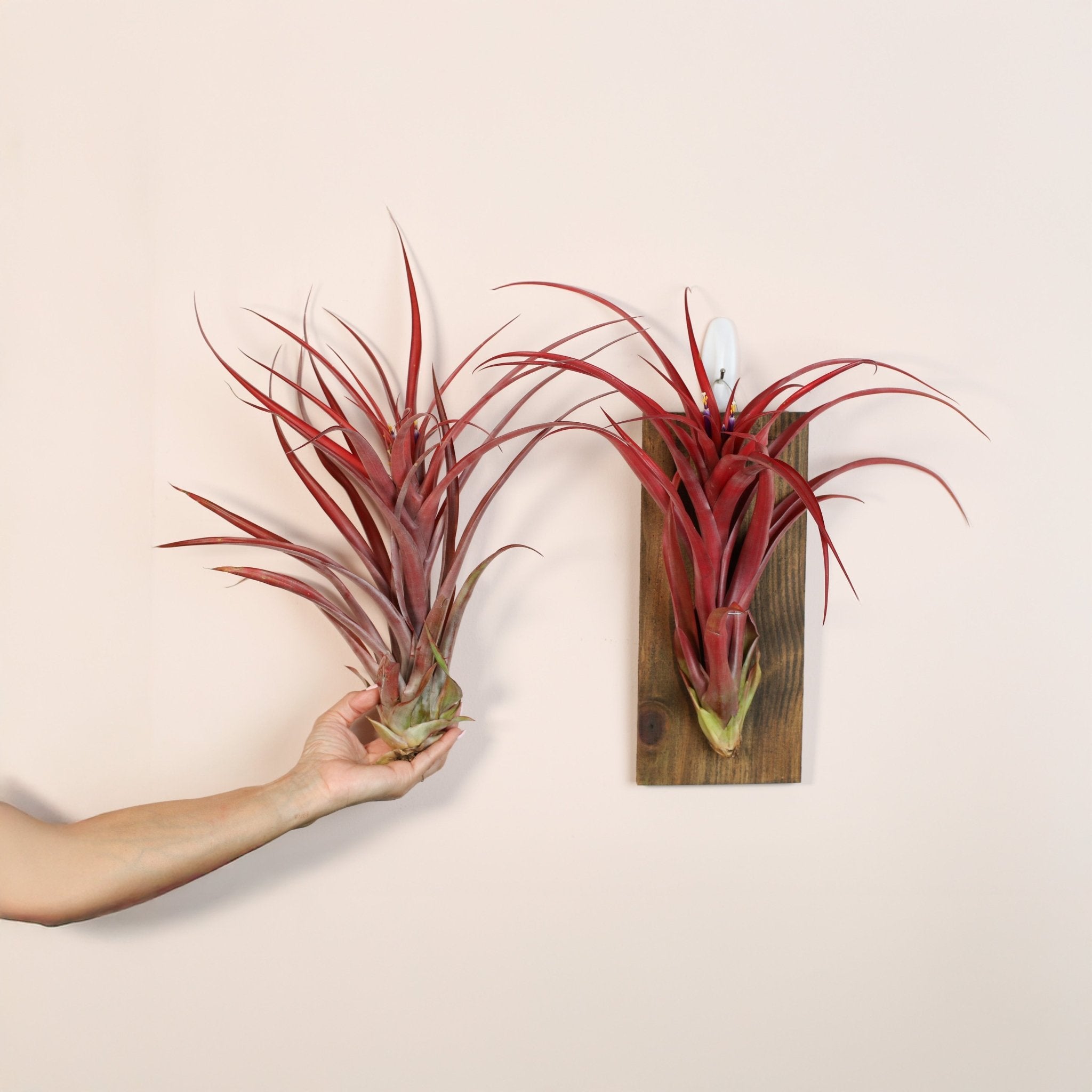 Tillandsia Capitata Red Extra Large Air Plant - Cheeky Garden