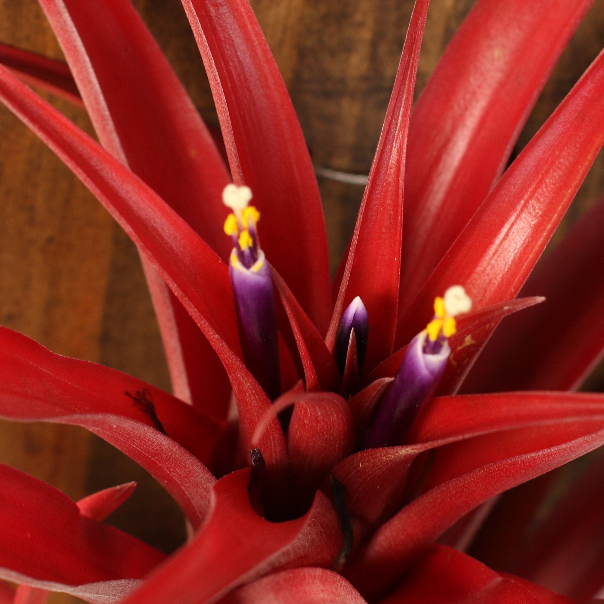 Tillandsia Capitata Red Extra Large Air Plant - Cheeky Garden