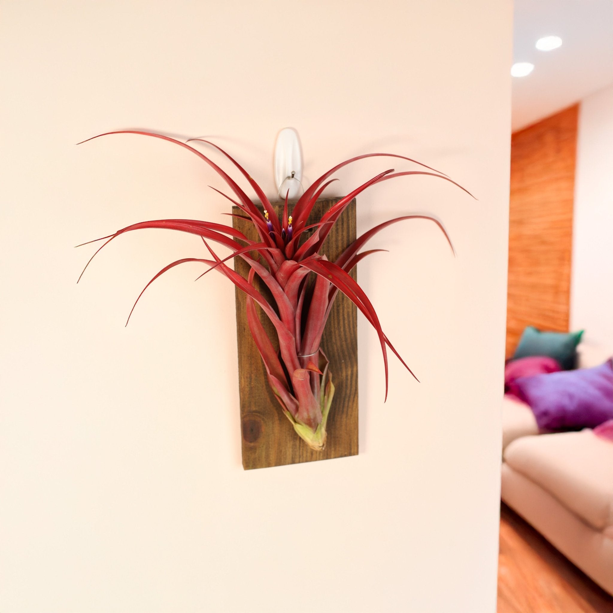 Tillandsia Capitata Red Extra Large Air Plant - Cheeky Garden