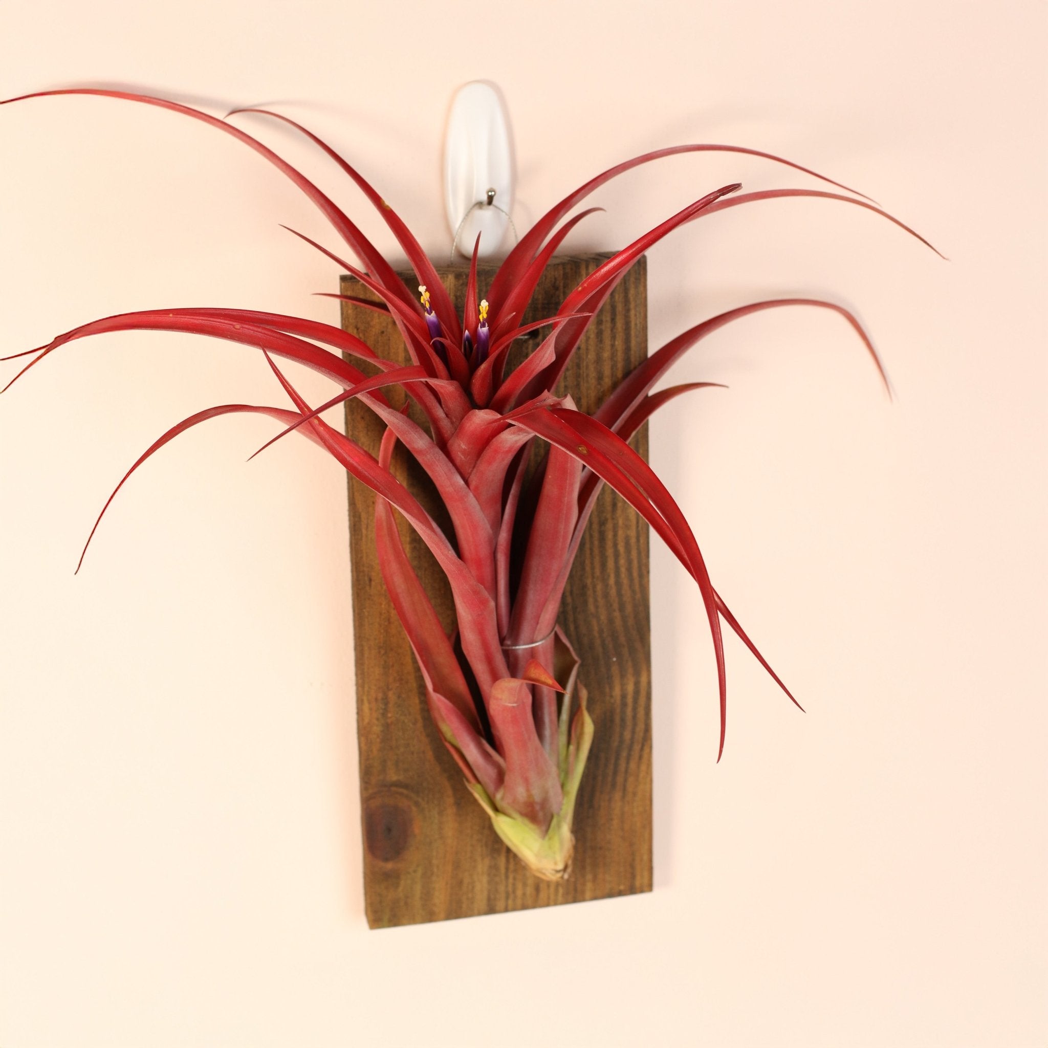 Tillandsia Capitata Red Extra Large Air Plant - Cheeky Garden