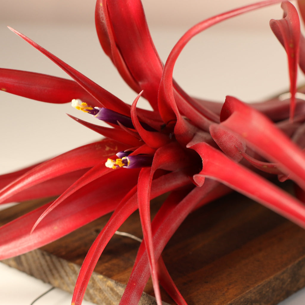 Tillandsia Capitata Red Extra Large Air Plant - Cheeky Garden