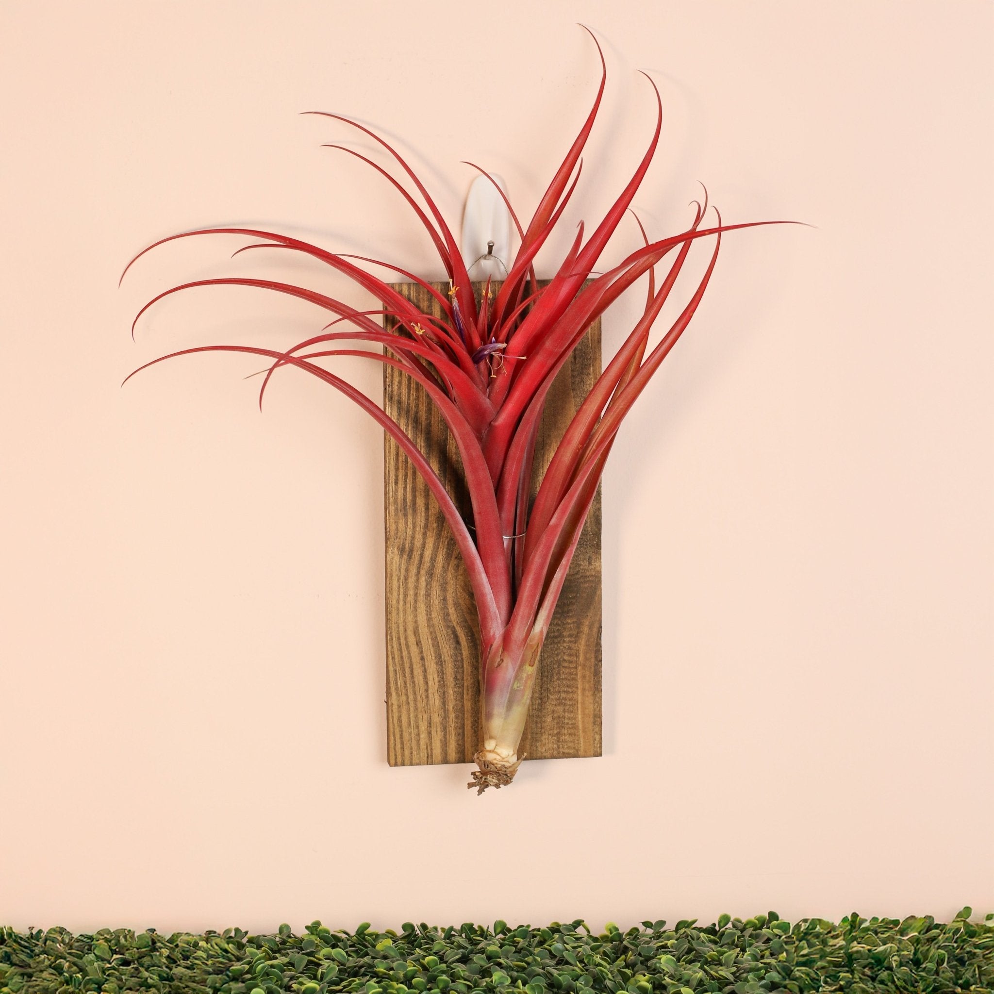 Tillandsia Capitata Red Extra Large Air Plant - Cheeky Garden