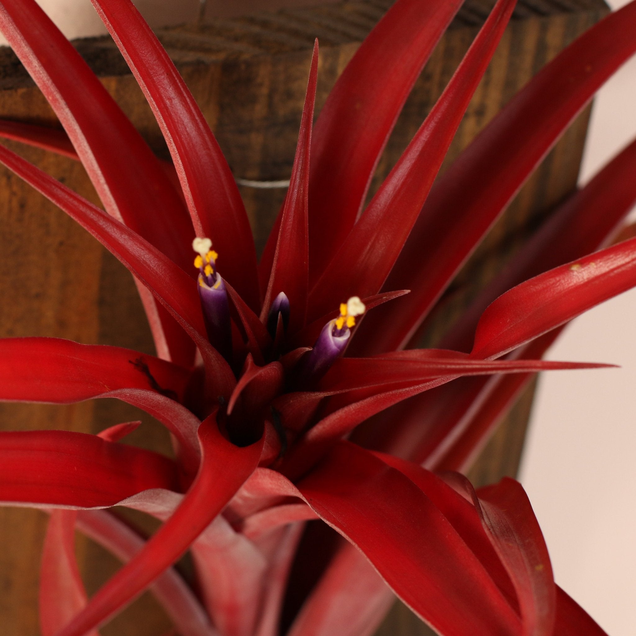 Tillandsia Capitata Red Extra Large Air Plant - Cheeky Garden