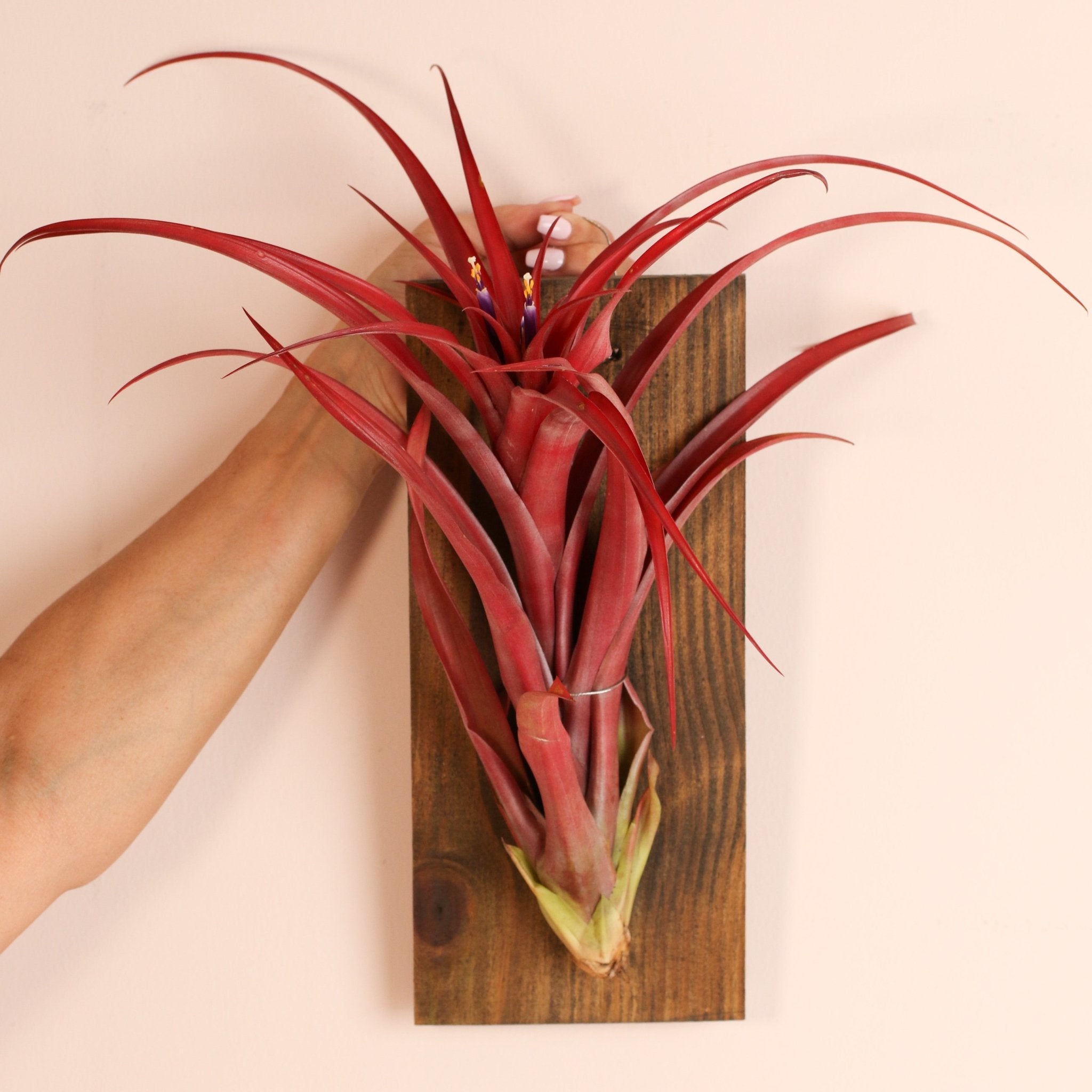 Tillandsia Capitata Red Extra Large Air Plant - Cheeky Garden