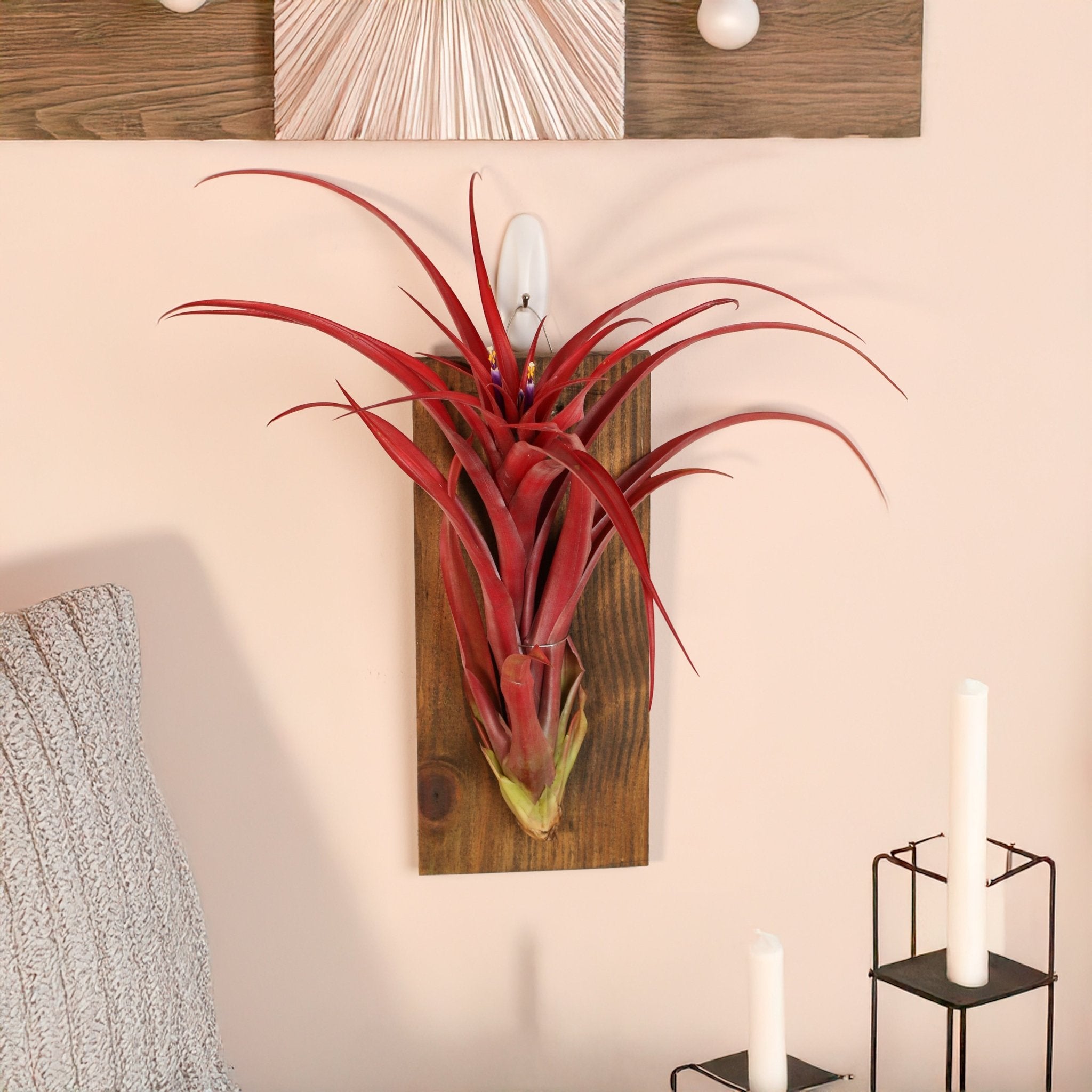 Tillandsia Capitata Red Extra Large Air Plant - Cheeky Garden