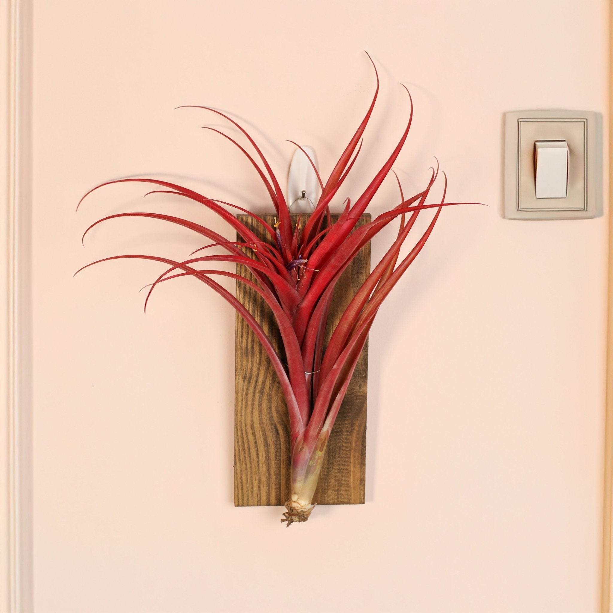 Tillandsia Capitata Red Extra Large Air Plant - Cheeky Garden