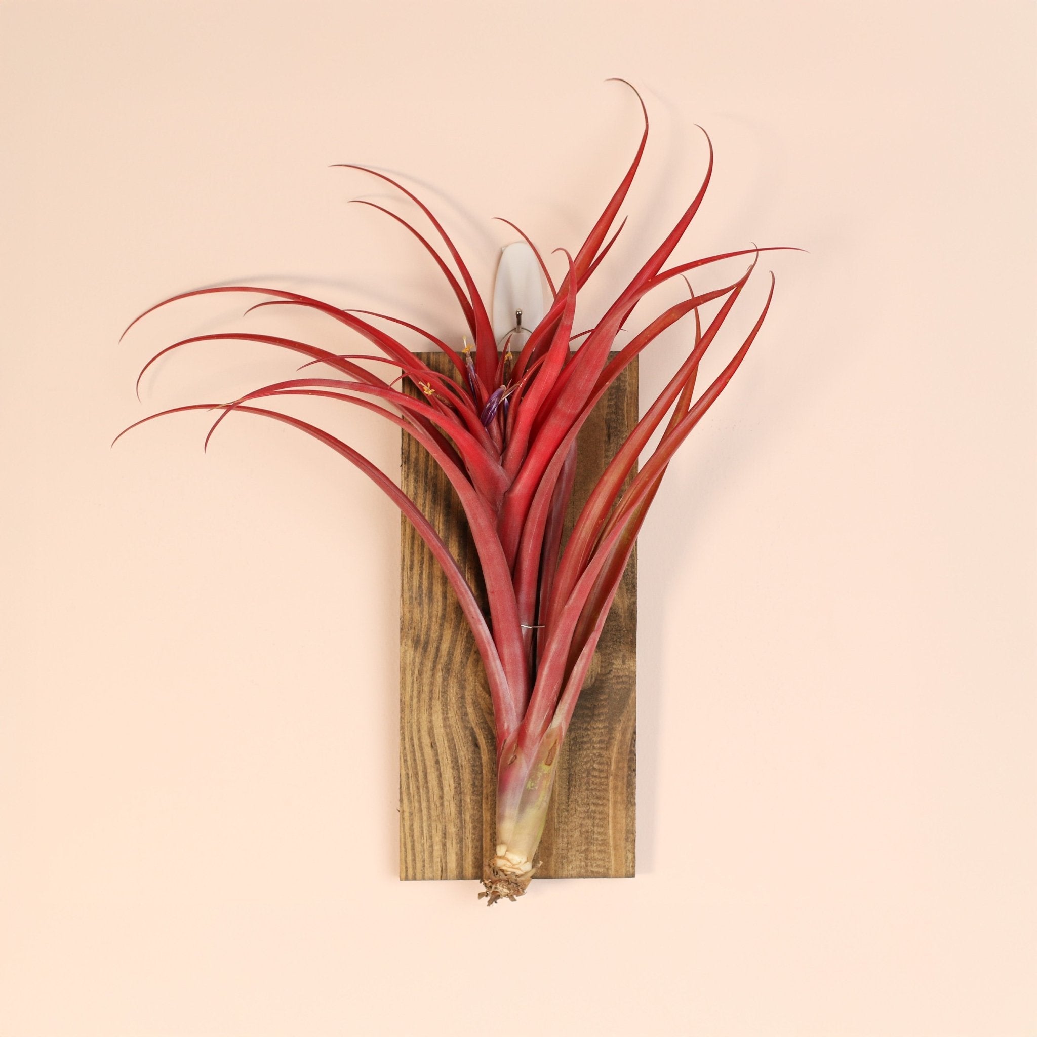 Tillandsia Capitata Red Extra Large Air Plant - Cheeky Garden