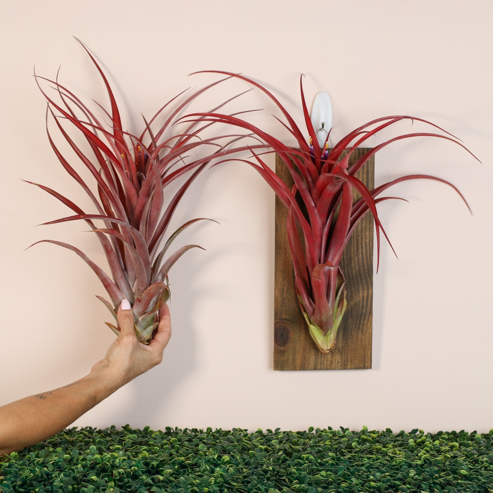Tillandsia Capitata Red Extra Large Air Plant - Cheeky Garden