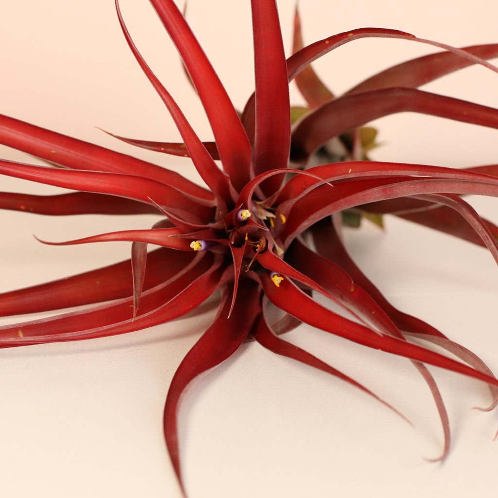 Tillandsia Capitata Red Extra Large Air Plant - Cheeky Garden