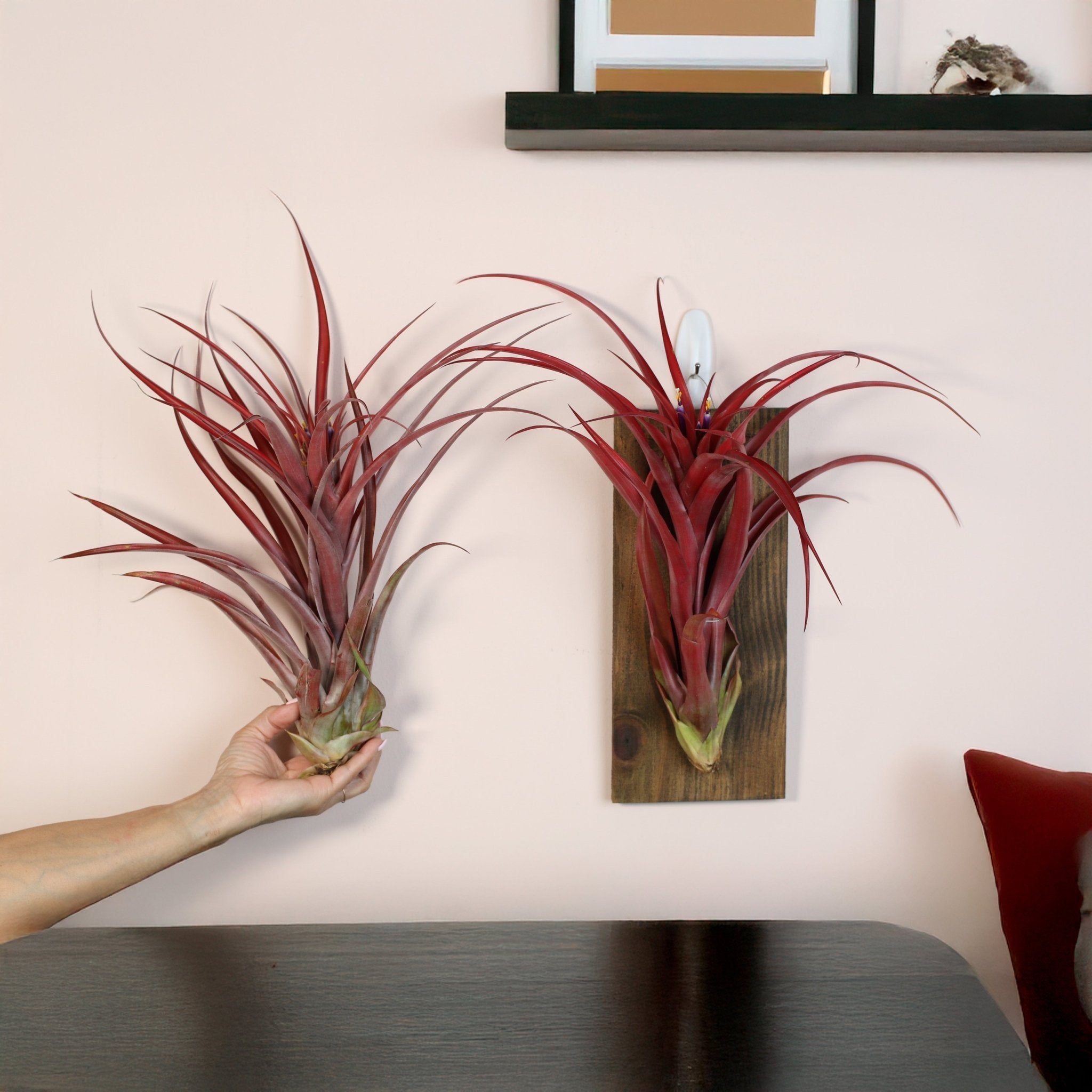 Tillandsia Capitata Red Extra Large Air Plant - Cheeky Garden