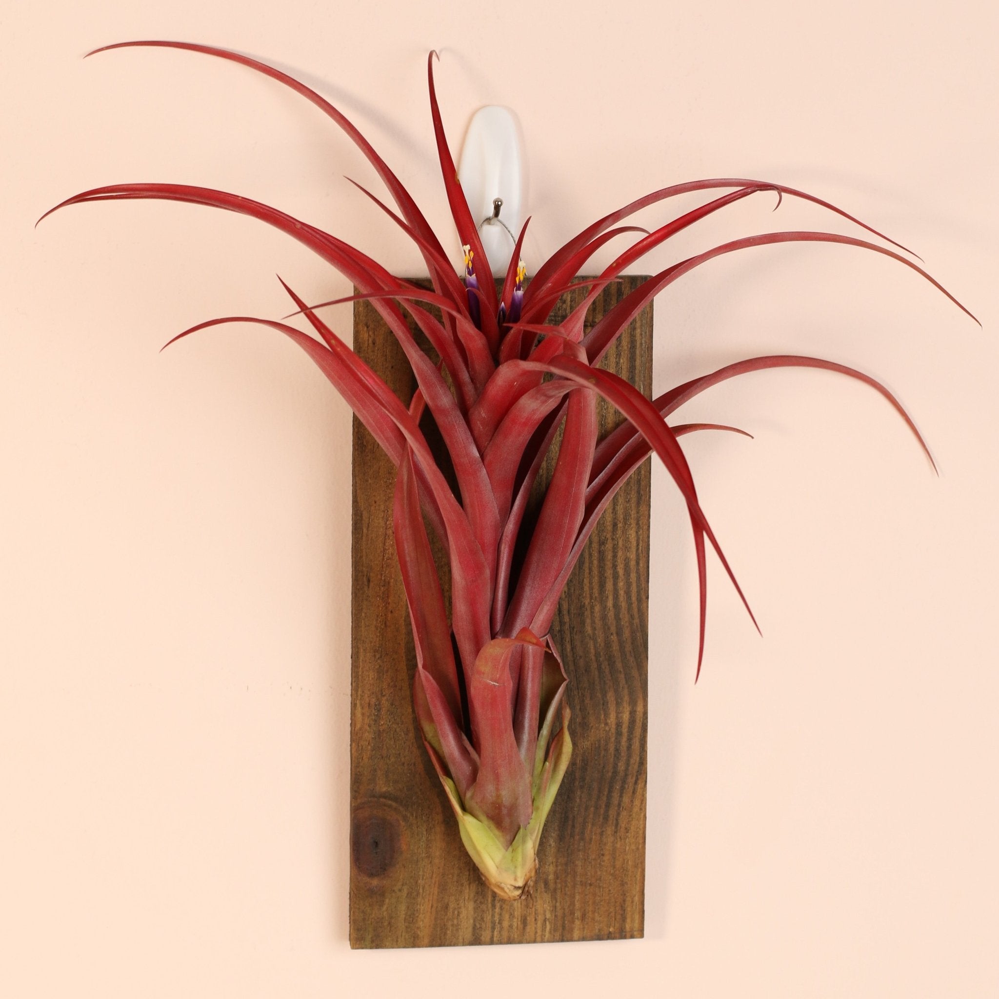 Tillandsia Capitata Red Extra Large Air Plant - Cheeky Garden