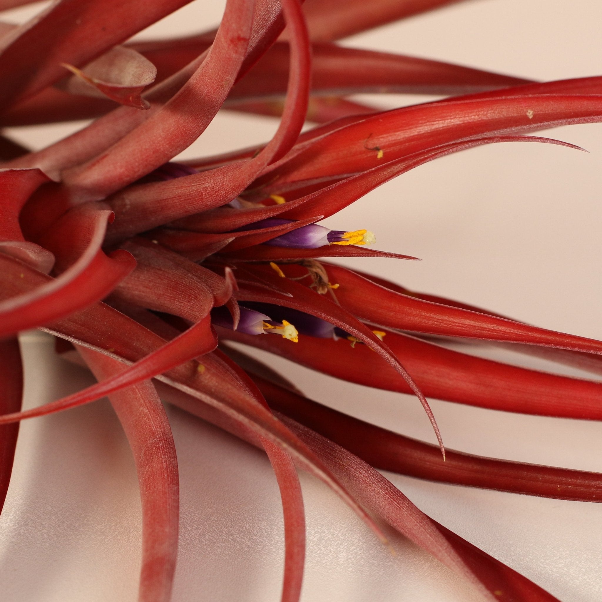Tillandsia Capitata Red Extra Large Air Plant - Cheeky Garden