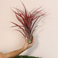 Tillandsia Capitata Red Extra Large Air Plant - Cheeky Garden