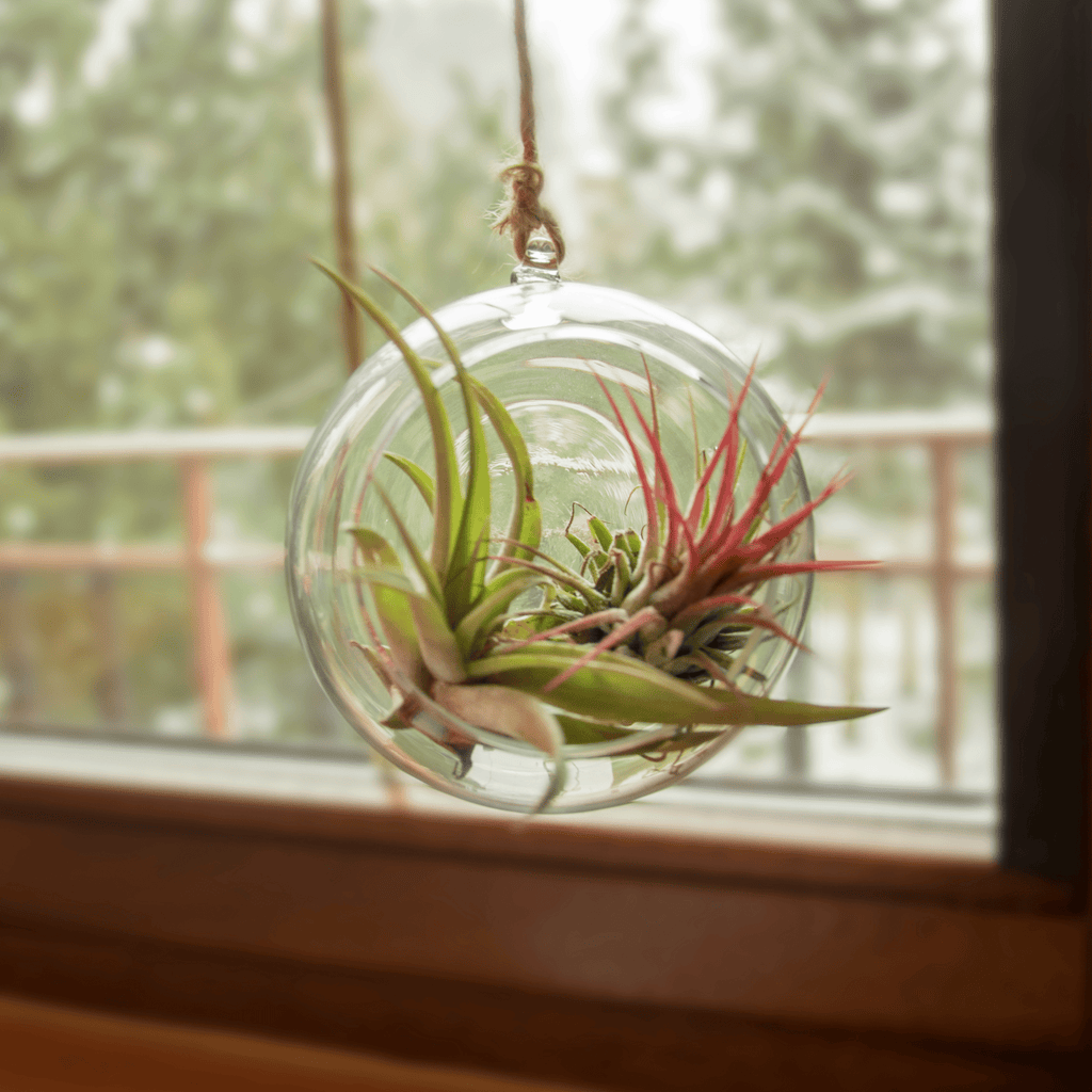 Tillandsia Grower’s Choice Air Plant Bundle – 3 Pack - Cheeky Garden
