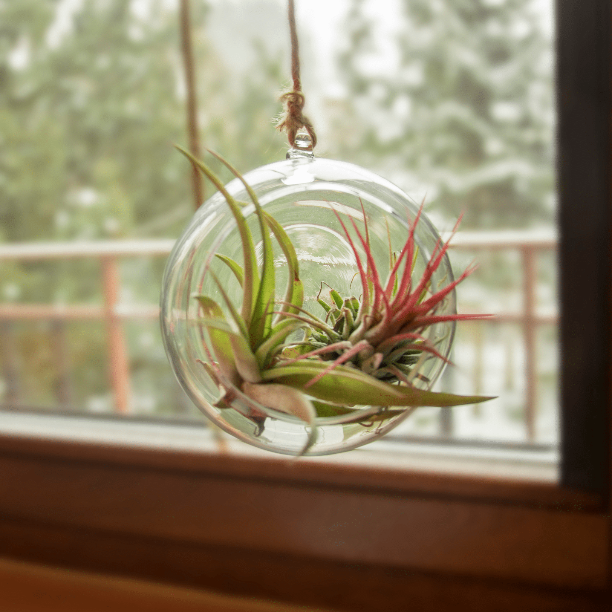 Tillandsia Grower’s Choice Air Plant Bundle – 3 Pack - Cheeky Garden