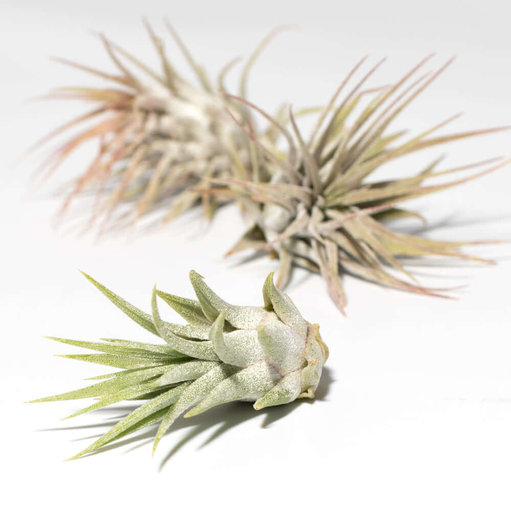 Tillandsia Grower’s Choice Air Plant Bundle – 3 Pack - Cheeky Garden