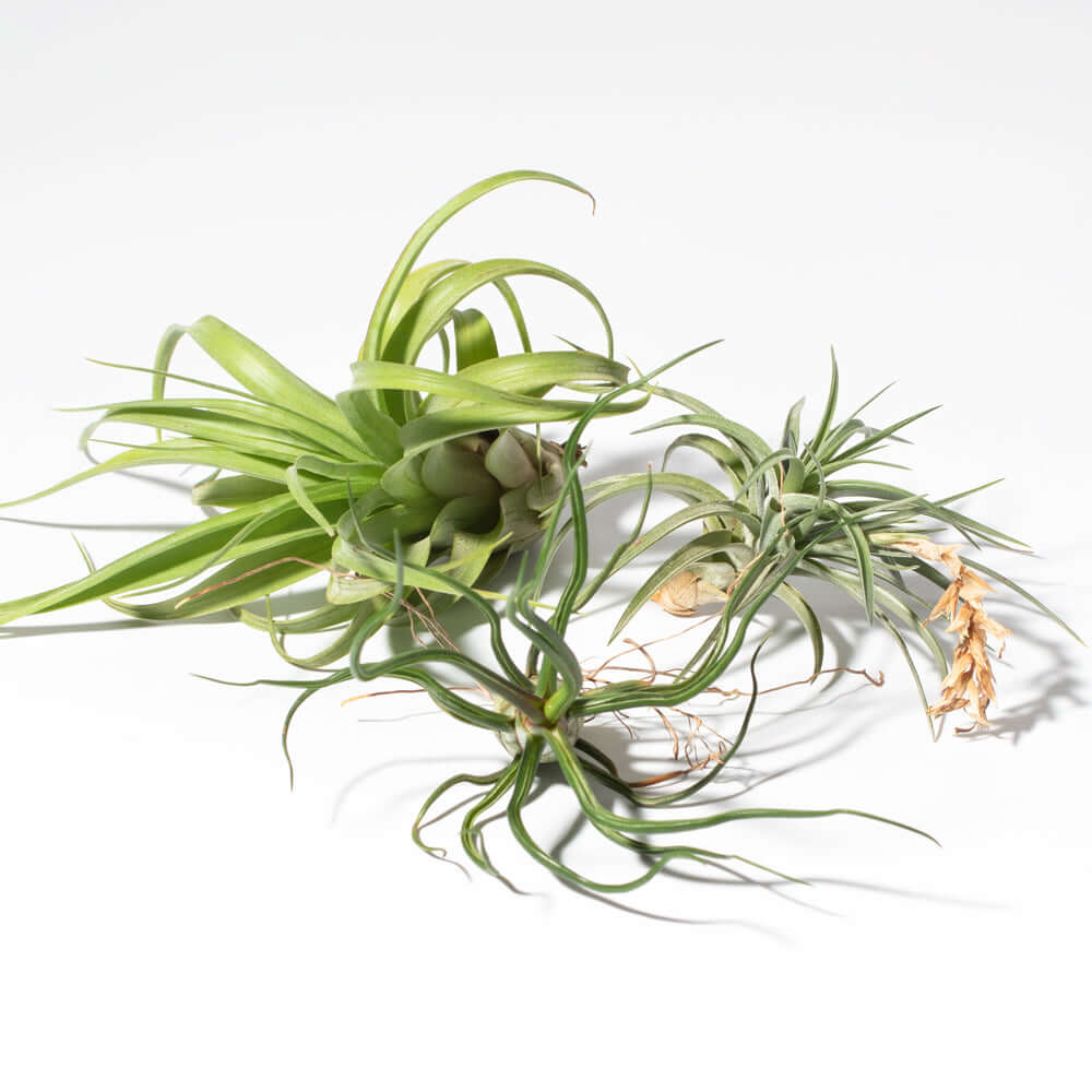 Tillandsia Grower’s Choice Air Plant Bundle – 3 Pack - Cheeky Garden