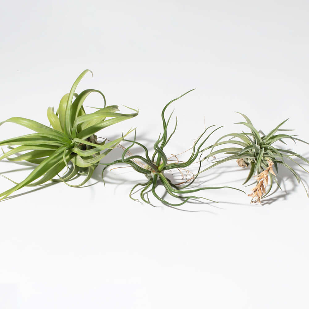 Tillandsia Grower’s Choice Air Plant Bundle – 3 Pack - Cheeky Garden