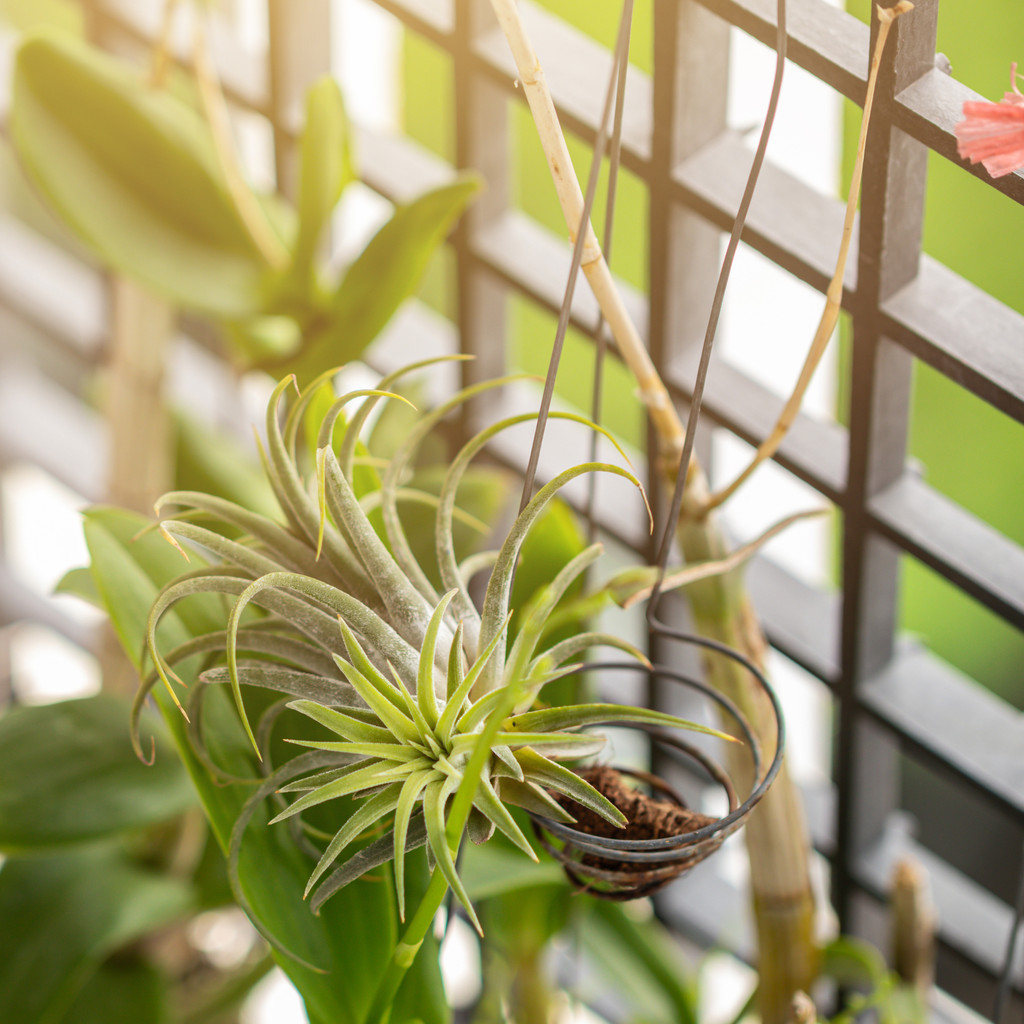 Tillandsia Grower’s Choice Air Plant Bundle – 3 Pack - Cheeky Garden