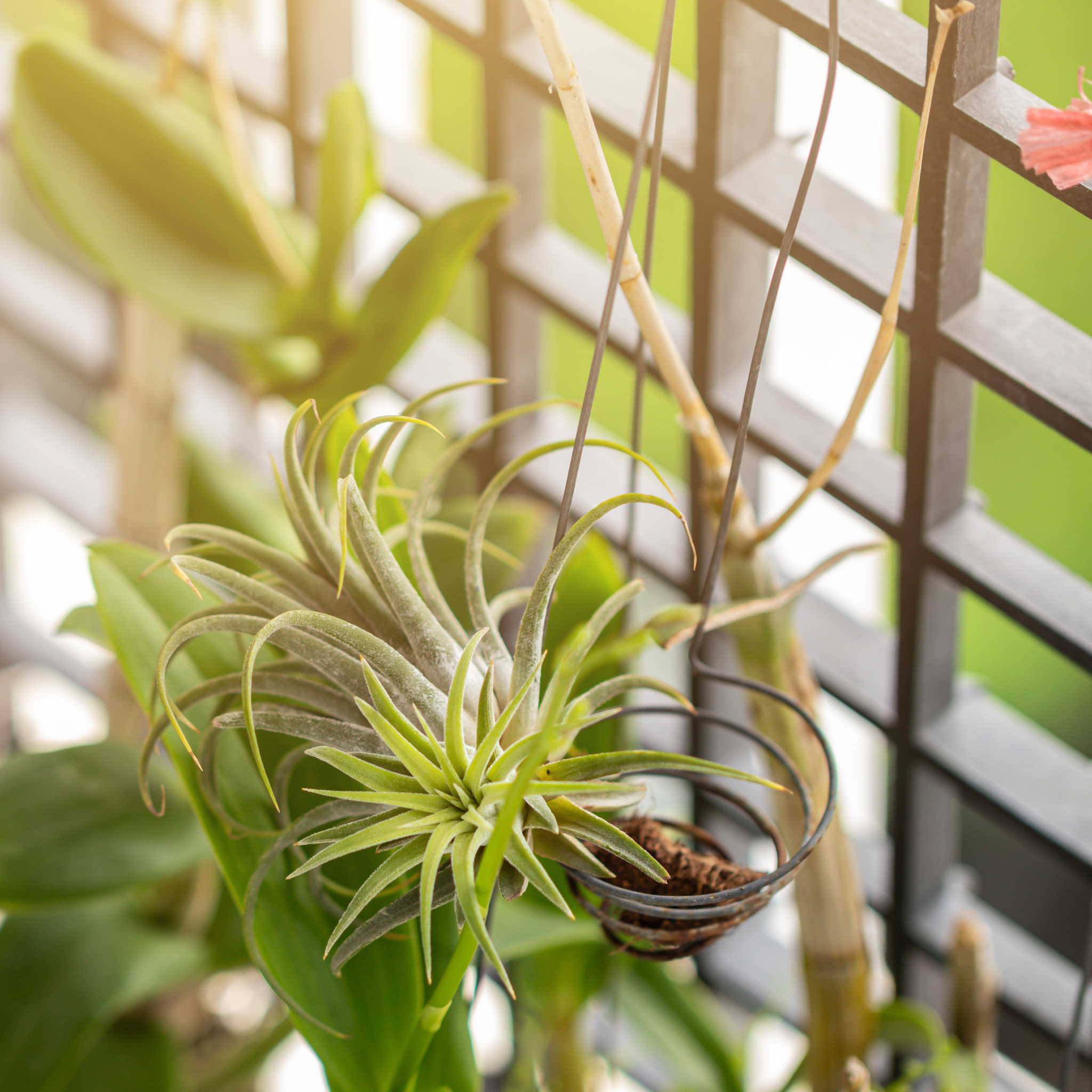 Tillandsia Grower’s Choice Air Plant Bundle – 3 Pack - Cheeky Garden