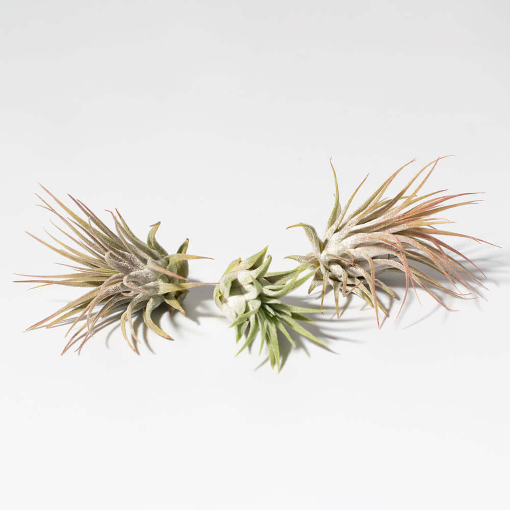 Tillandsia Grower’s Choice Air Plant Bundle – 3 Pack - Cheeky Garden