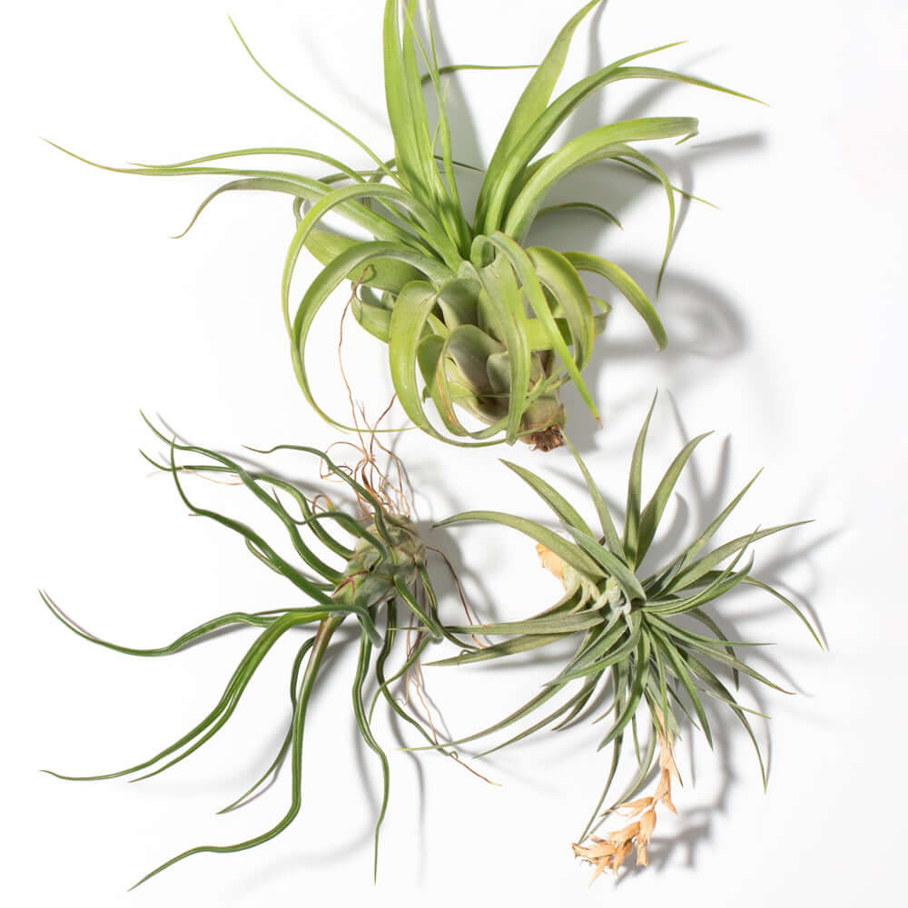 Tillandsia Grower’s Choice Air Plant Bundle – 3 Pack - Cheeky Garden