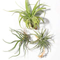 Tillandsia Grower’s Choice Air Plant Bundle – 3 Pack - Cheeky Garden