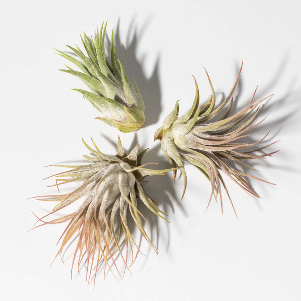 Tillandsia Grower’s Choice Air Plant Bundle – 3 Pack - Cheeky Garden