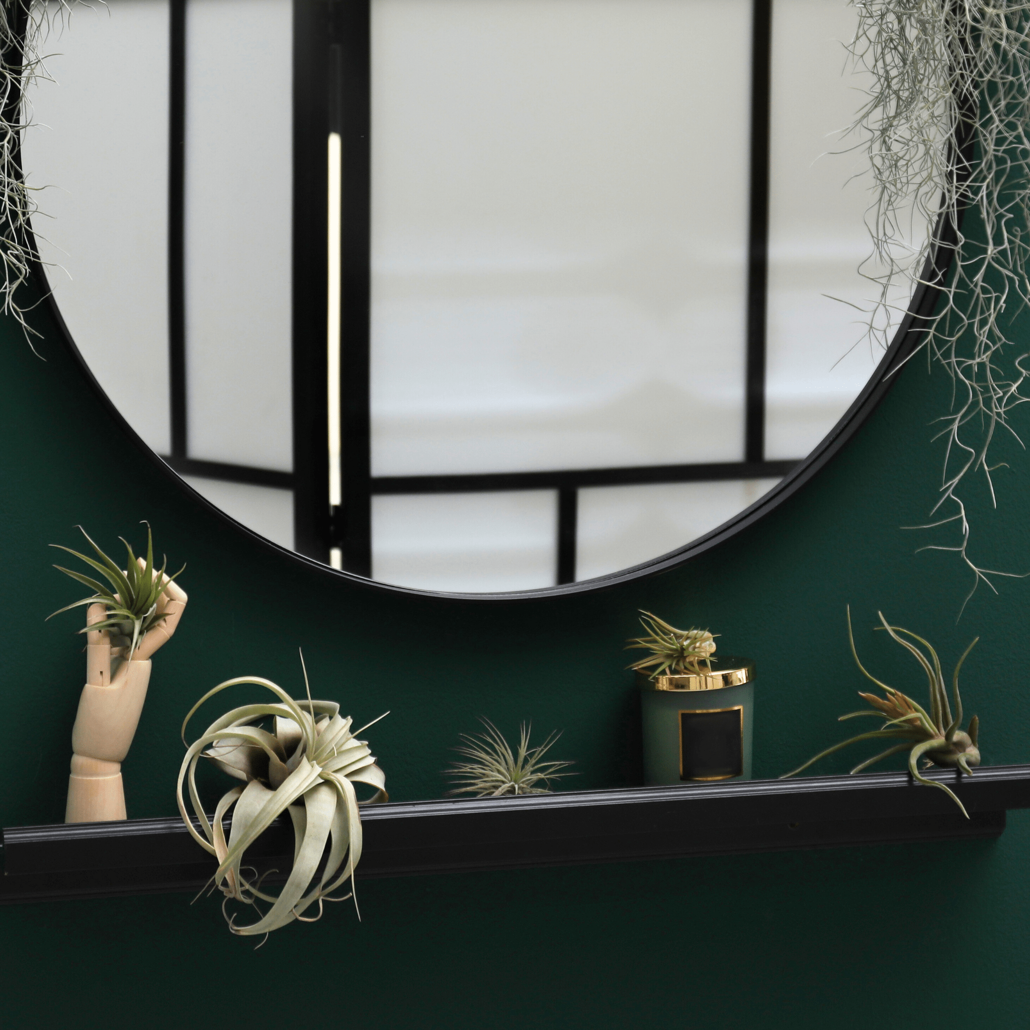 Tillandsia Grower’s Choice Air Plant Bundle – 3 Pack - Cheeky Garden
