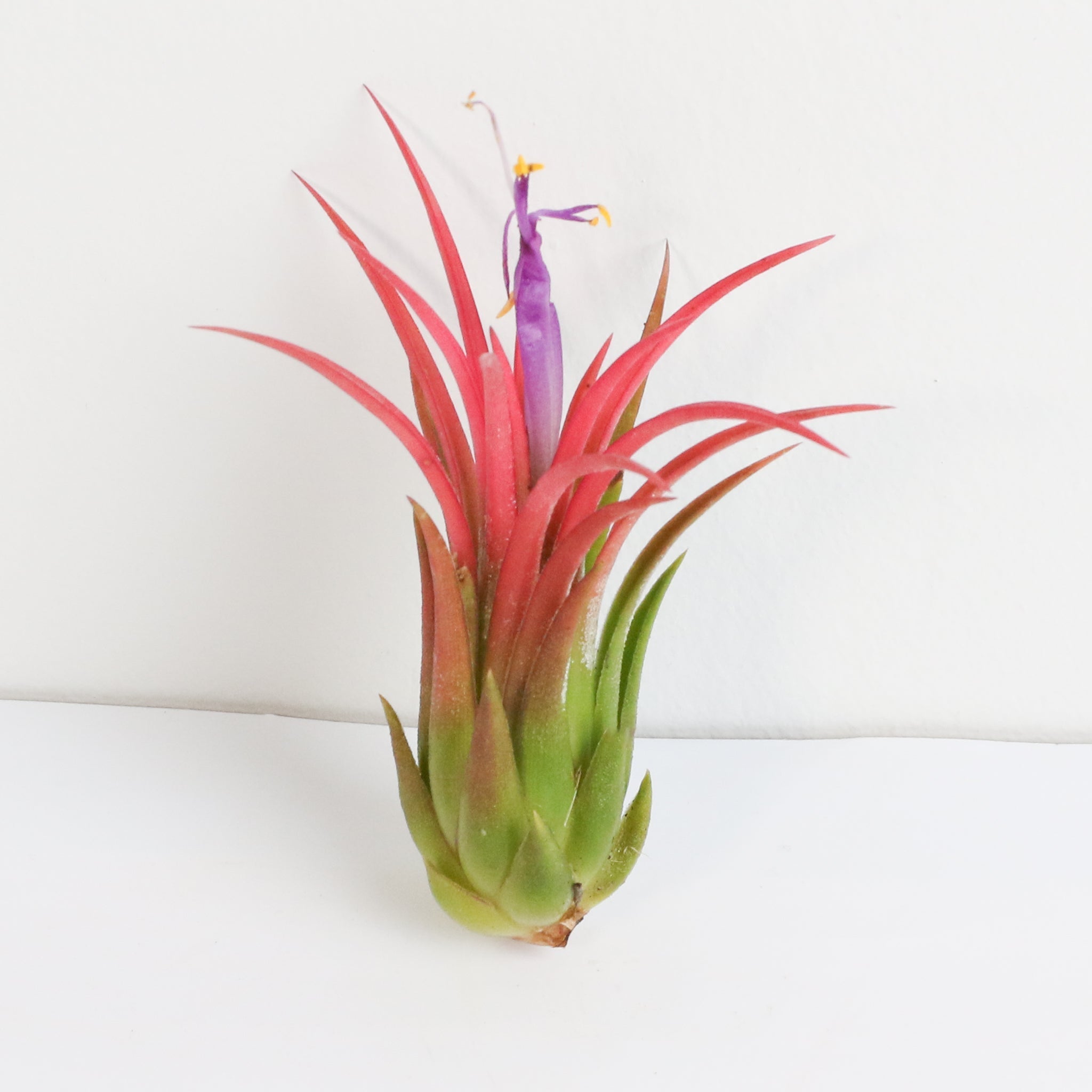 Tillandsia Ionantha Fuego Air Plant - Cheeky Garden