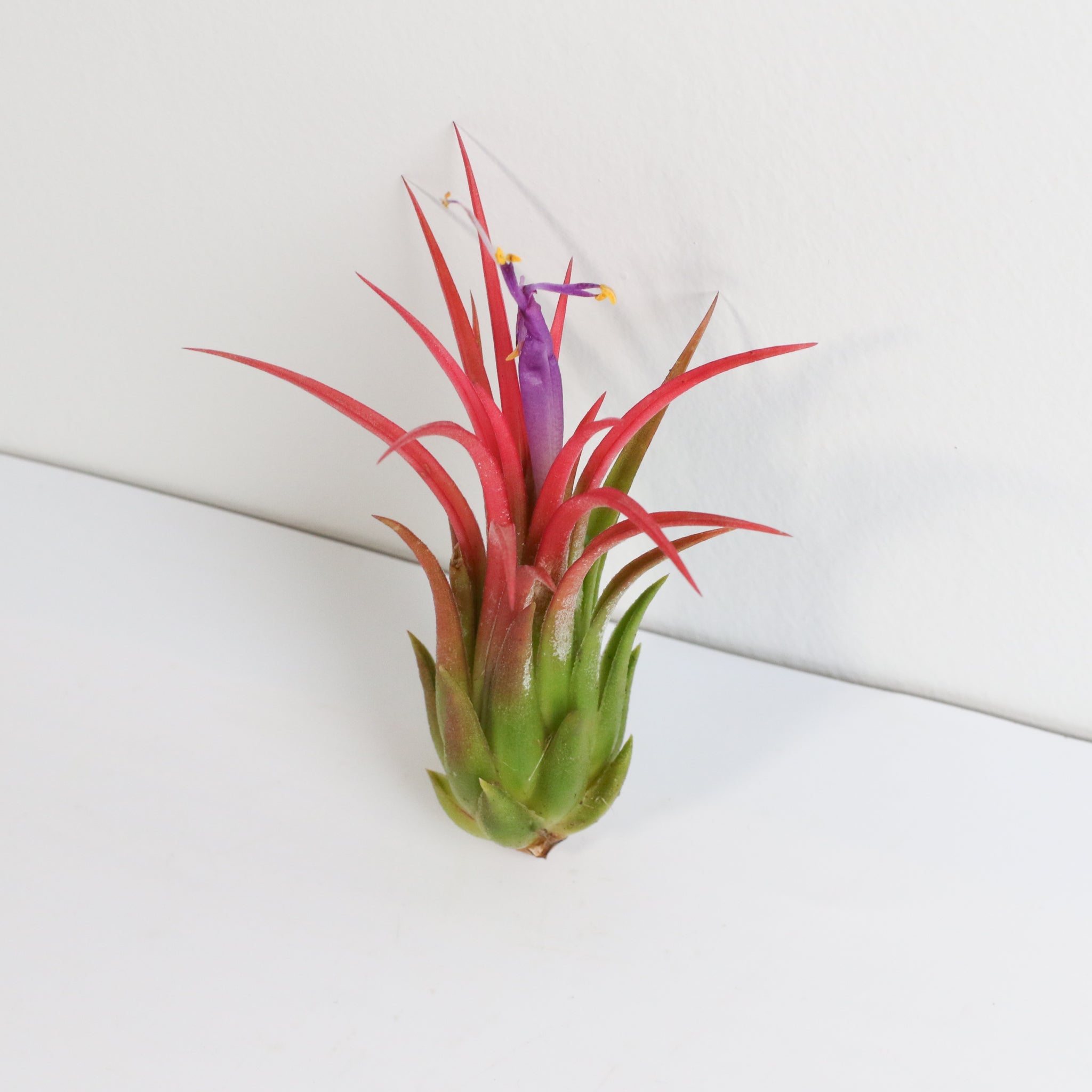 Tillandsia Ionantha Fuego Air Plant - Cheeky Garden