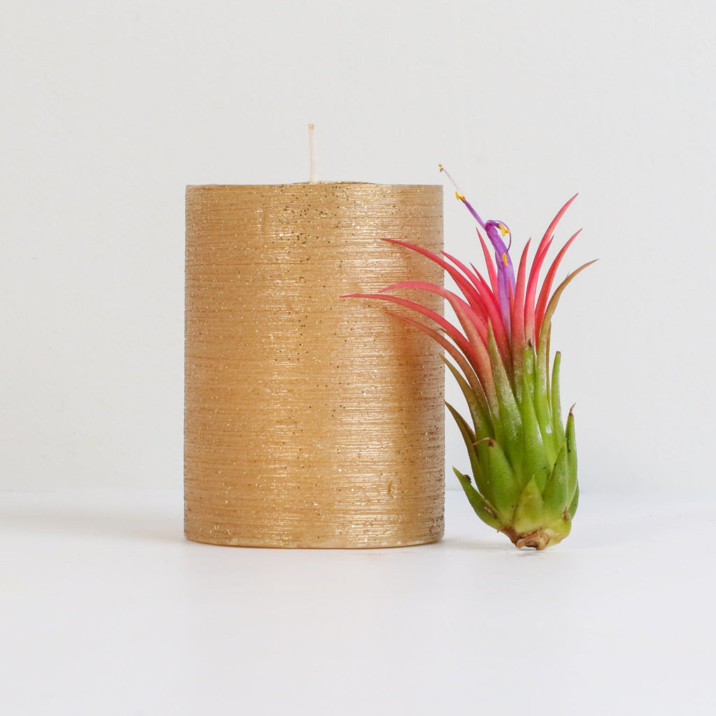 Tillandsia Ionantha Fuego Air Plant - Cheeky Garden