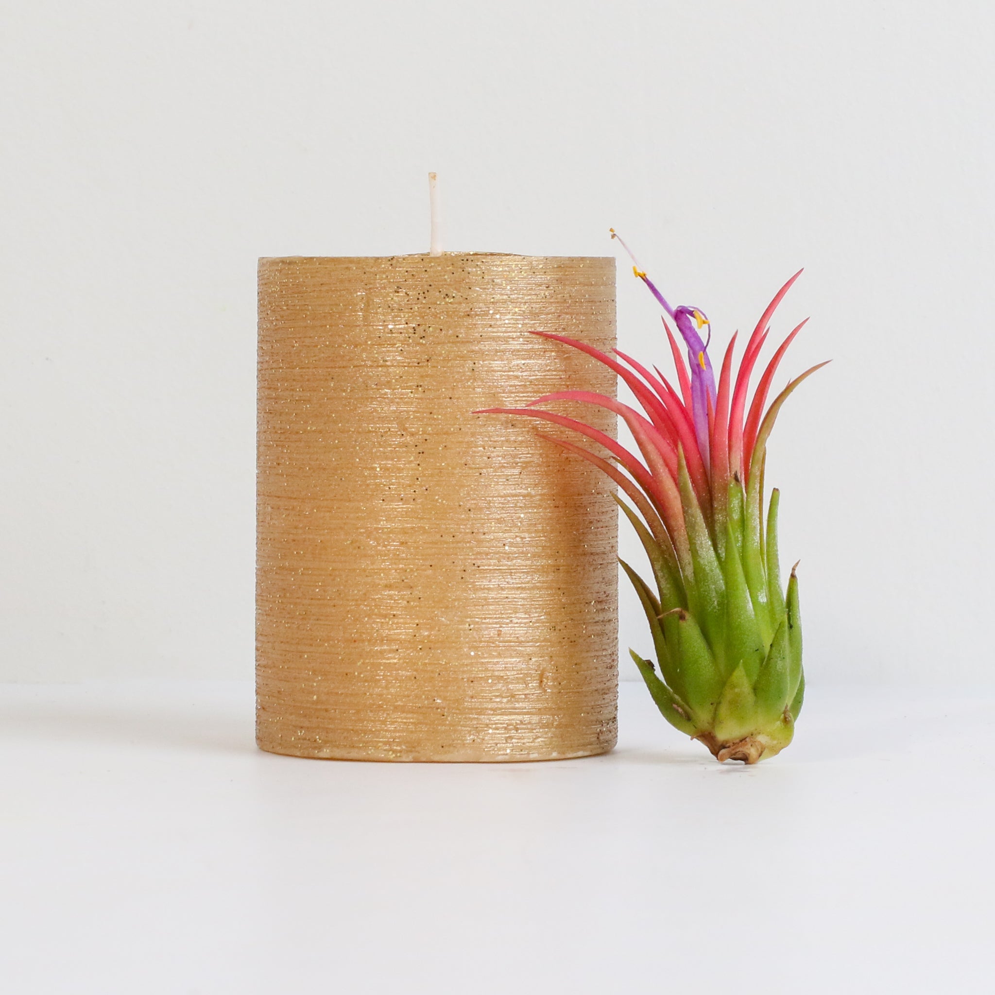 Tillandsia Ionantha Fuego Air Plant - Cheeky Garden