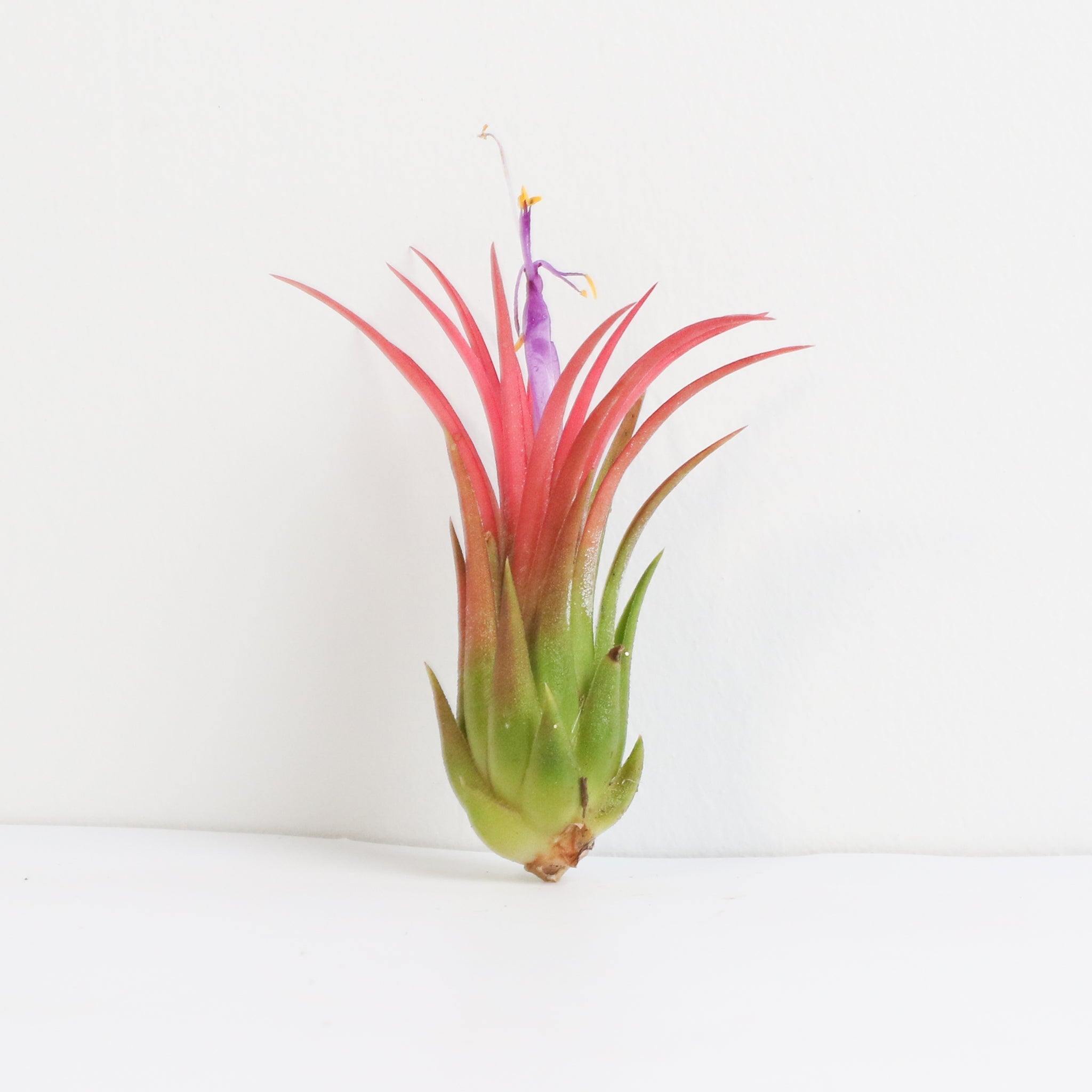 Tillandsia Ionantha Fuego Air Plant - Cheeky Garden